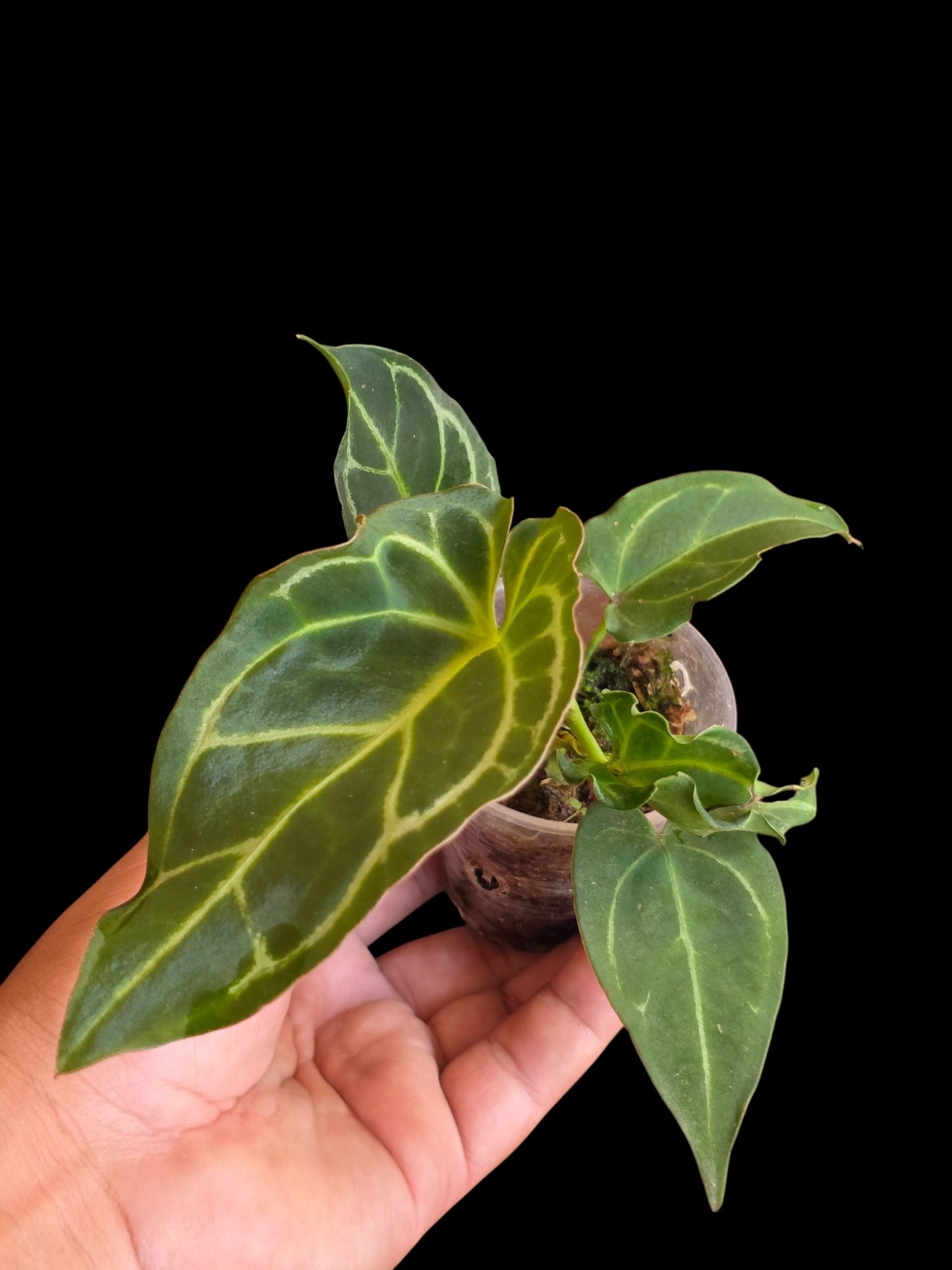Anthurium Crystallinum 'Mutation' (EXACT PLANT)