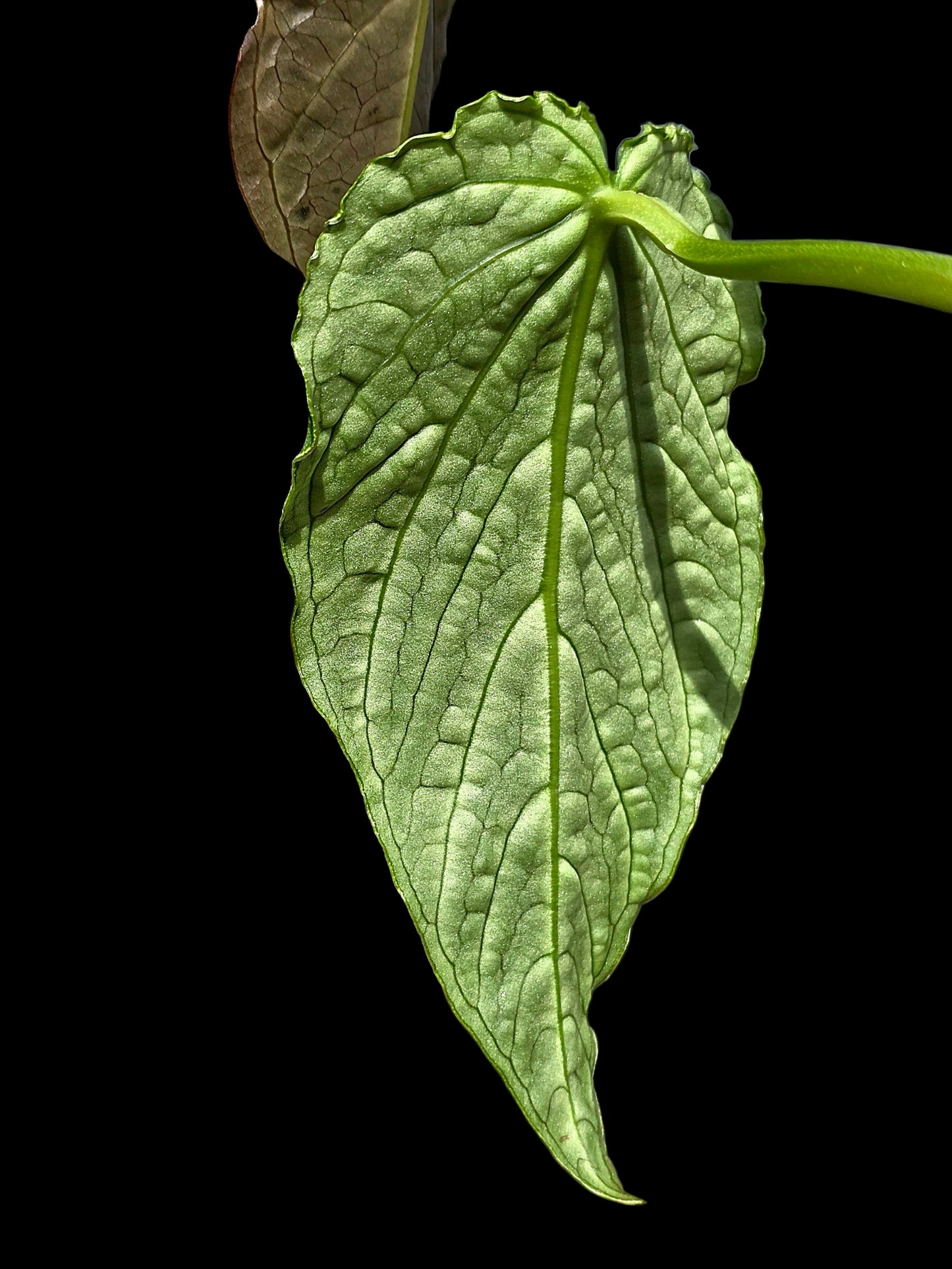 Anthurium sp. 'Andinum Lattice Crispus' Metamorphosis Phenotype (EXACT PLANT)