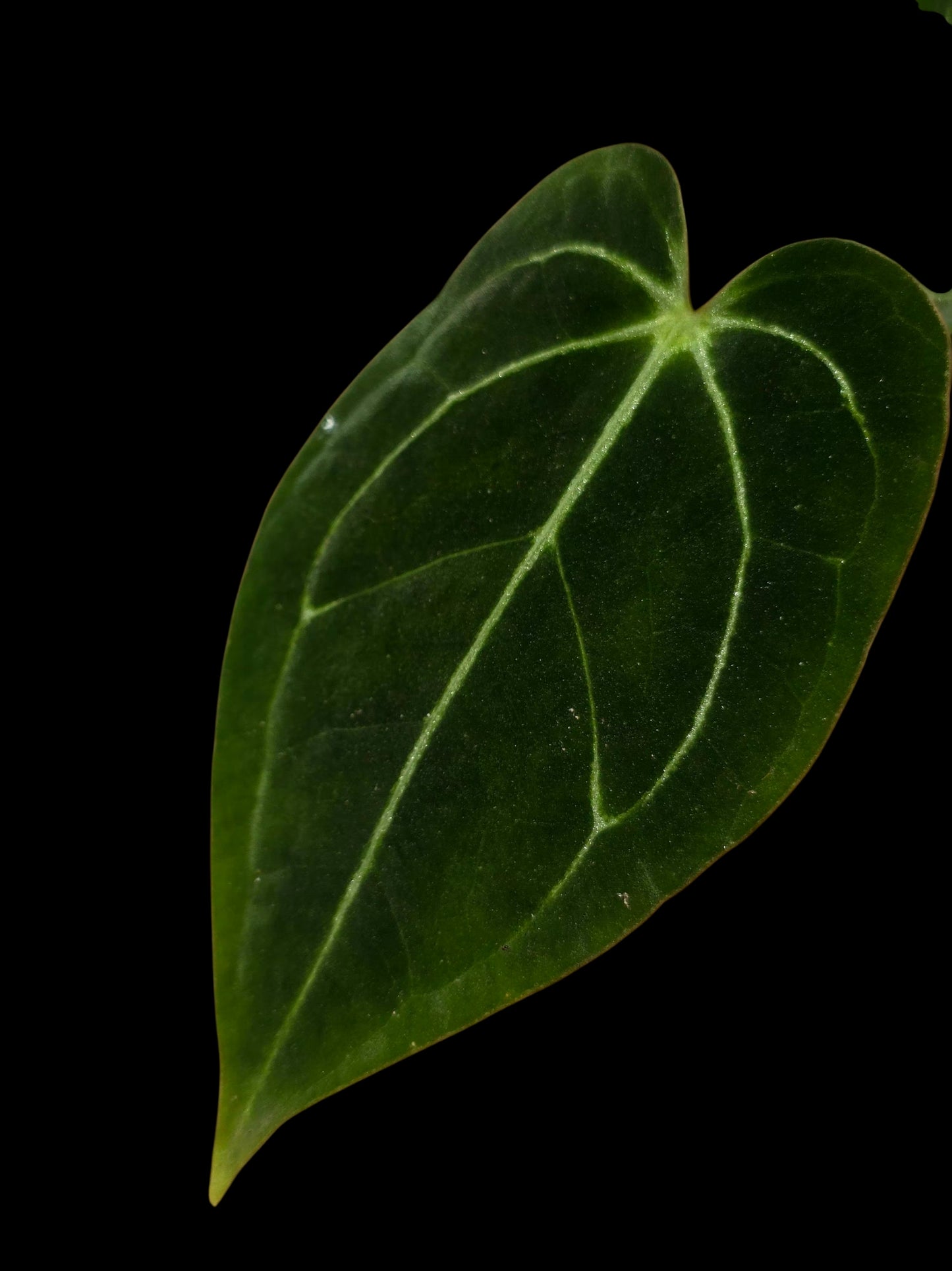 Anthurium Regale X Magnificum (EXACT PLANT)