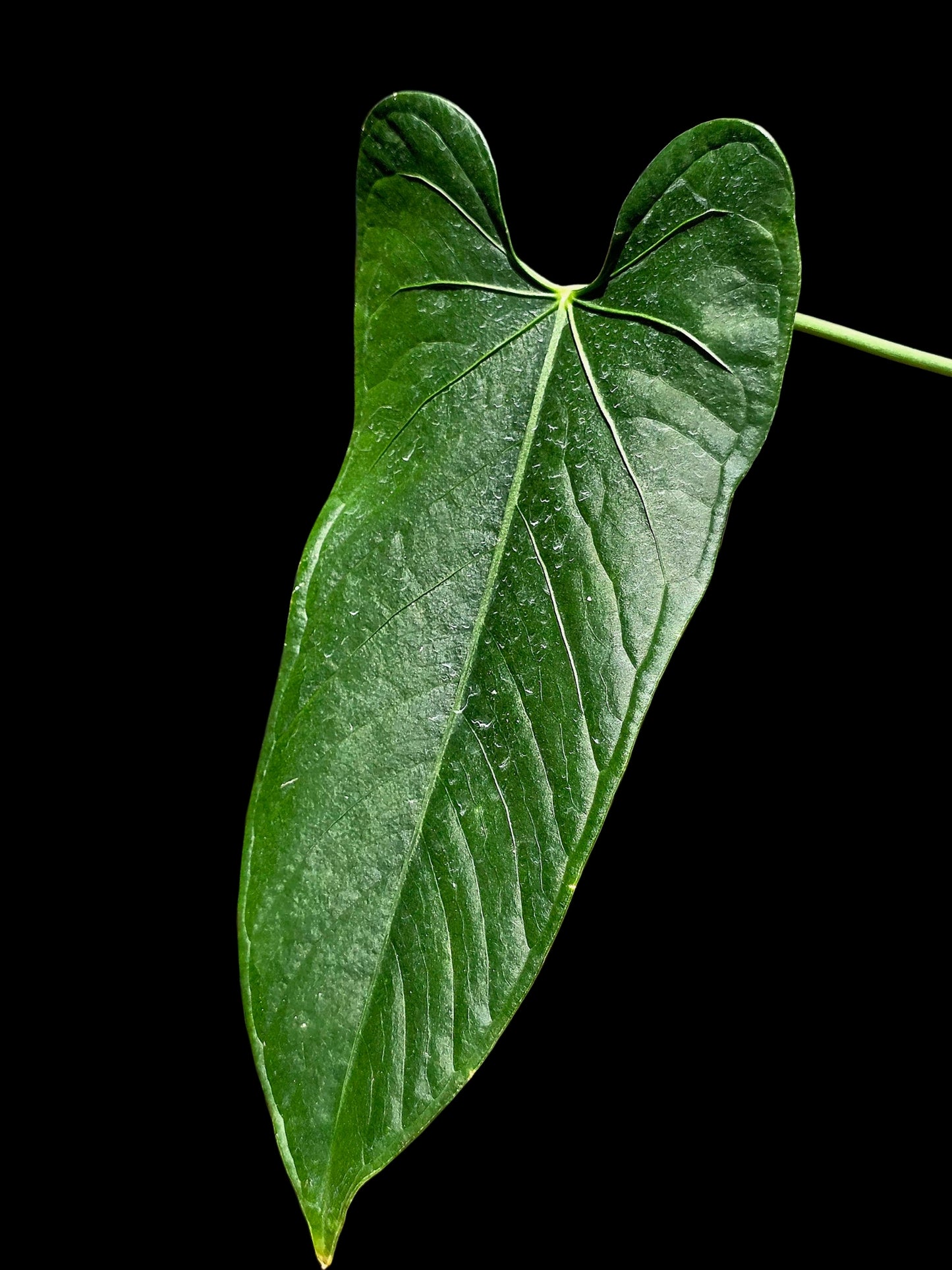 Anthurium sp. 'Cachiyacu Dark Velvet' Wild Ecotype (EXACT PLANT)