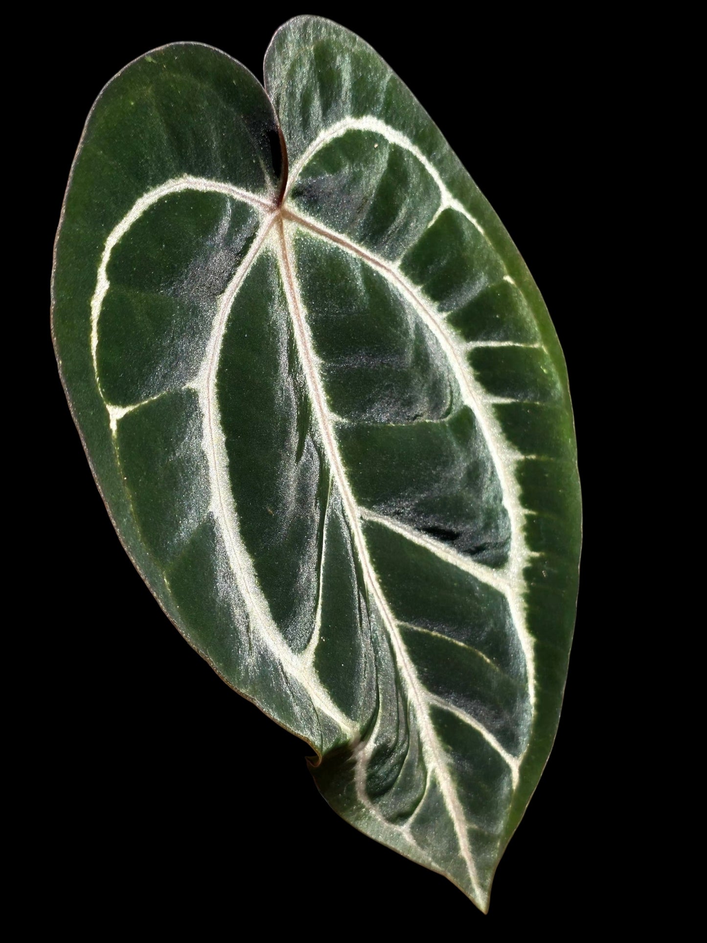 Anthurium Carlablackiae Wild Ecotype  (EXACT PLANT)