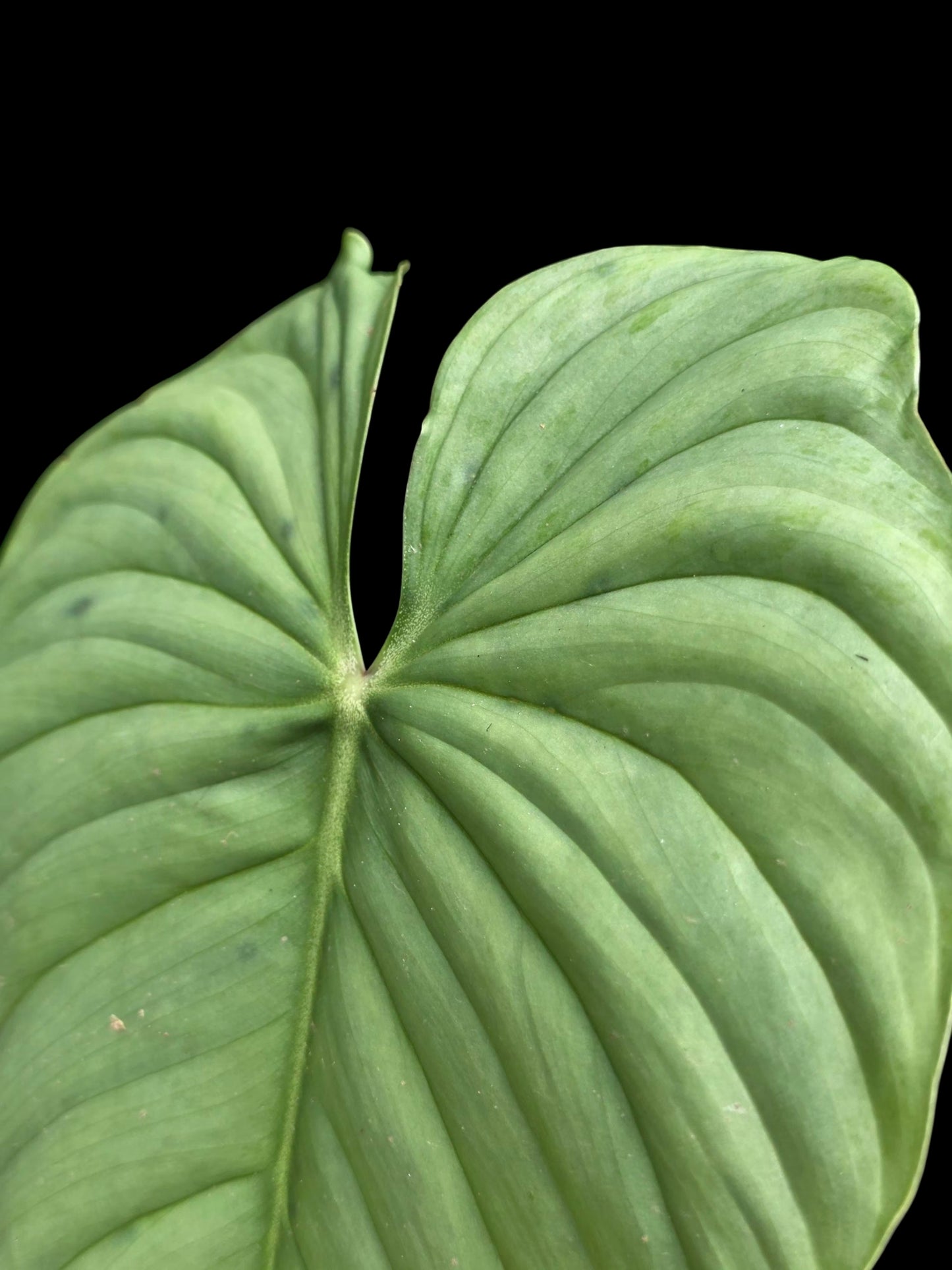 Philodendron sp. 'Silver Angel' (EXACT PLANT)