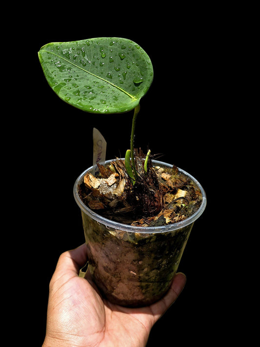 Anthurium Peltigerum 'Turtle Shell' (EXACT PLANT)