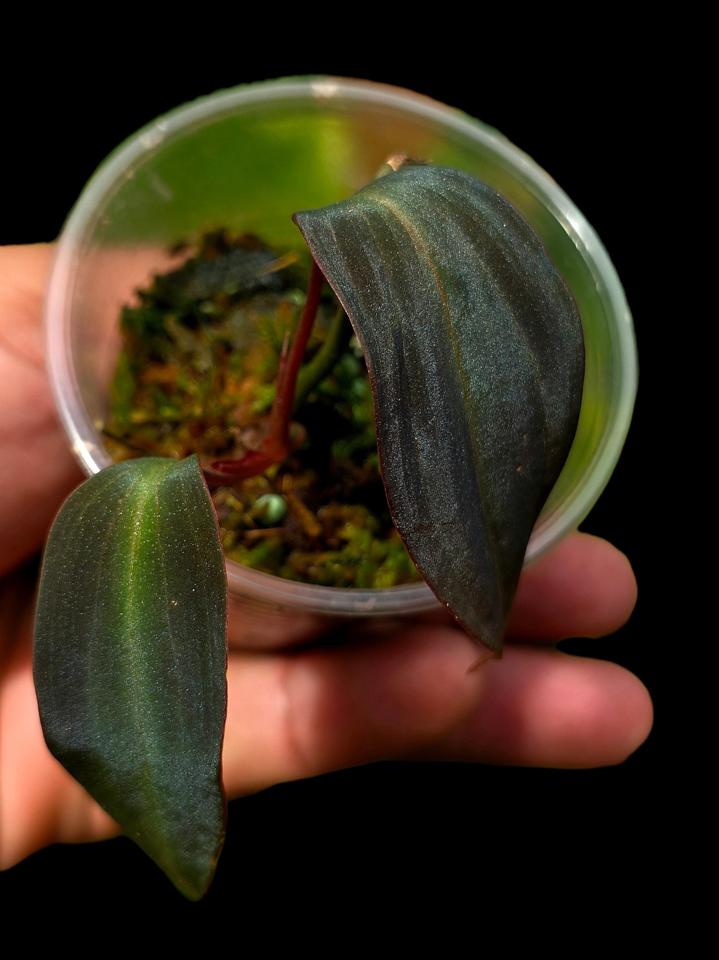 Philodendron sp. 'Peruvian Red Velvet Trilobe' (EXACT PLANT)