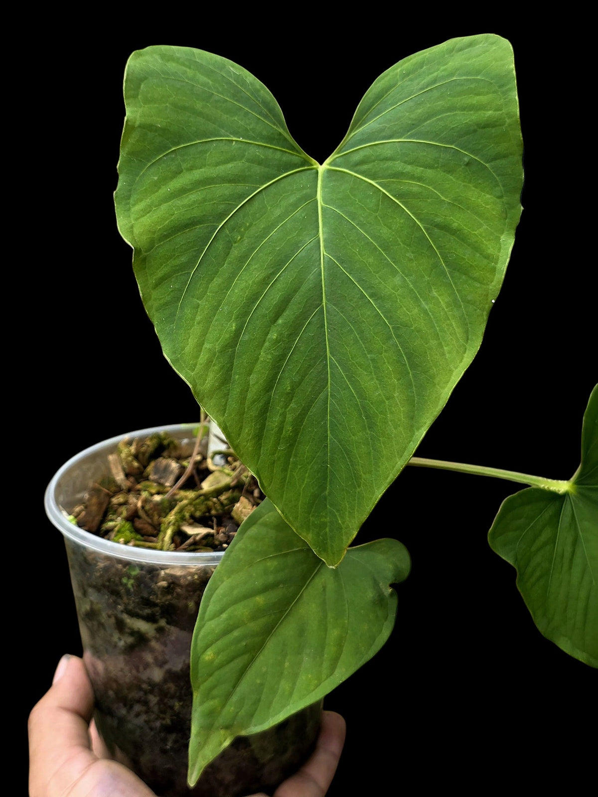 Anthurium sp. 'Kunayala Glow' Native to Panama (EXACT PLANT)