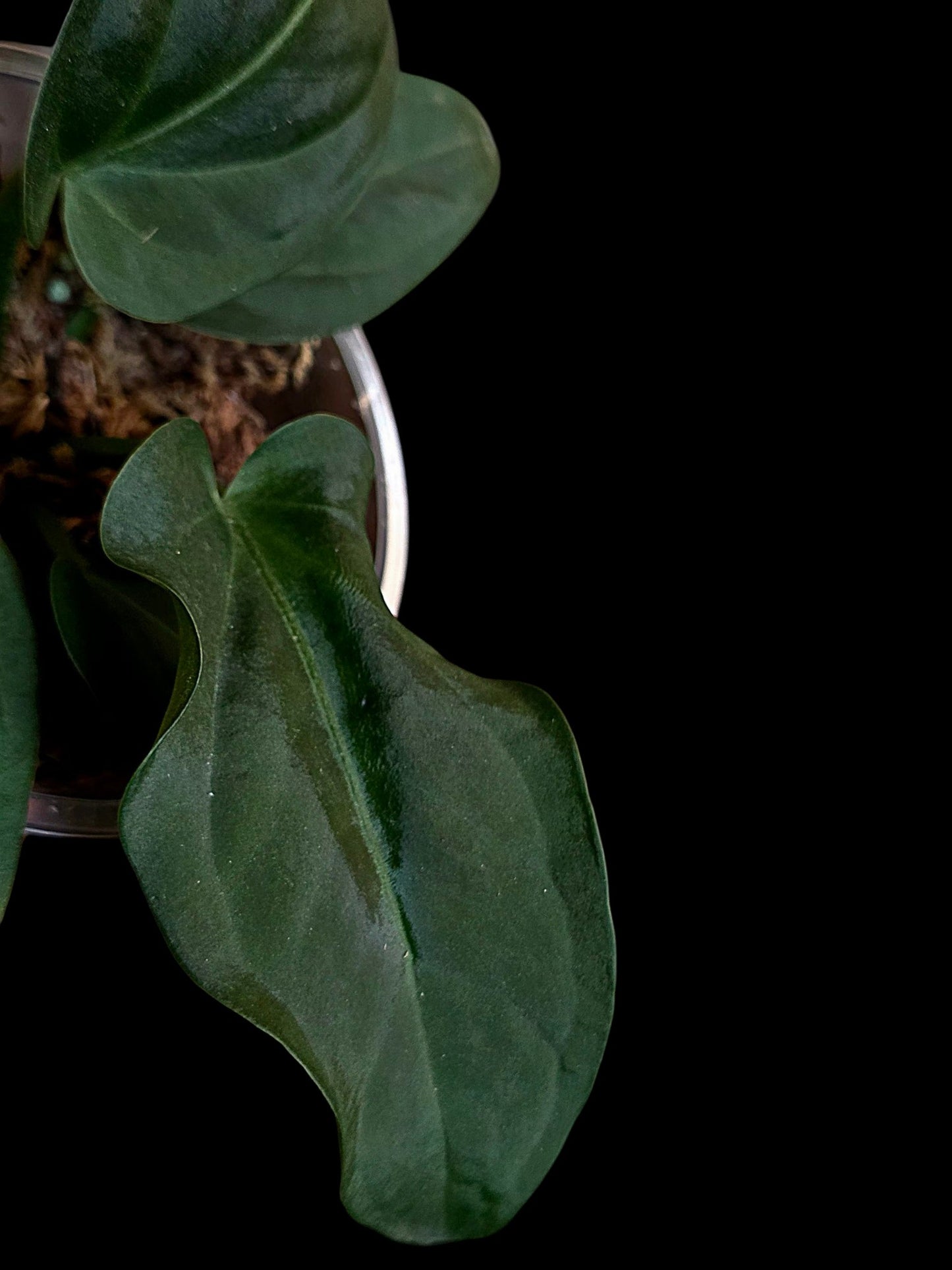 Anthurium Pulcachense Dark (EXACT PLANT)
