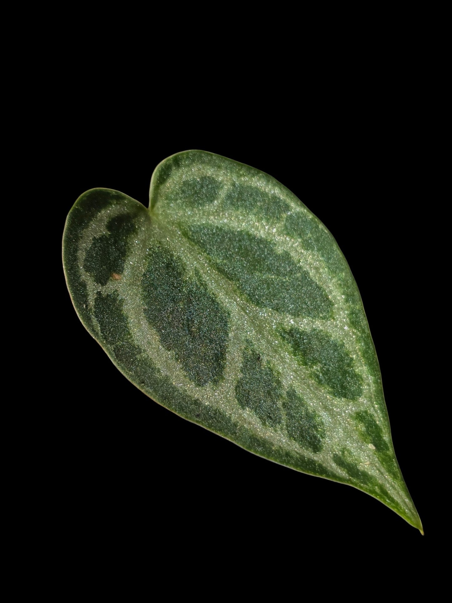 Anthurium Crystallinum 'Silver Blush' (EXACT PLANT) (copia)