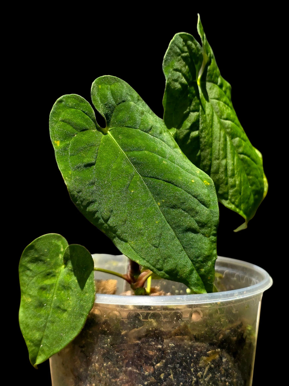Anthurium sp. 'Purple Velvet' Bullate Leaves (EXACT PLANT)