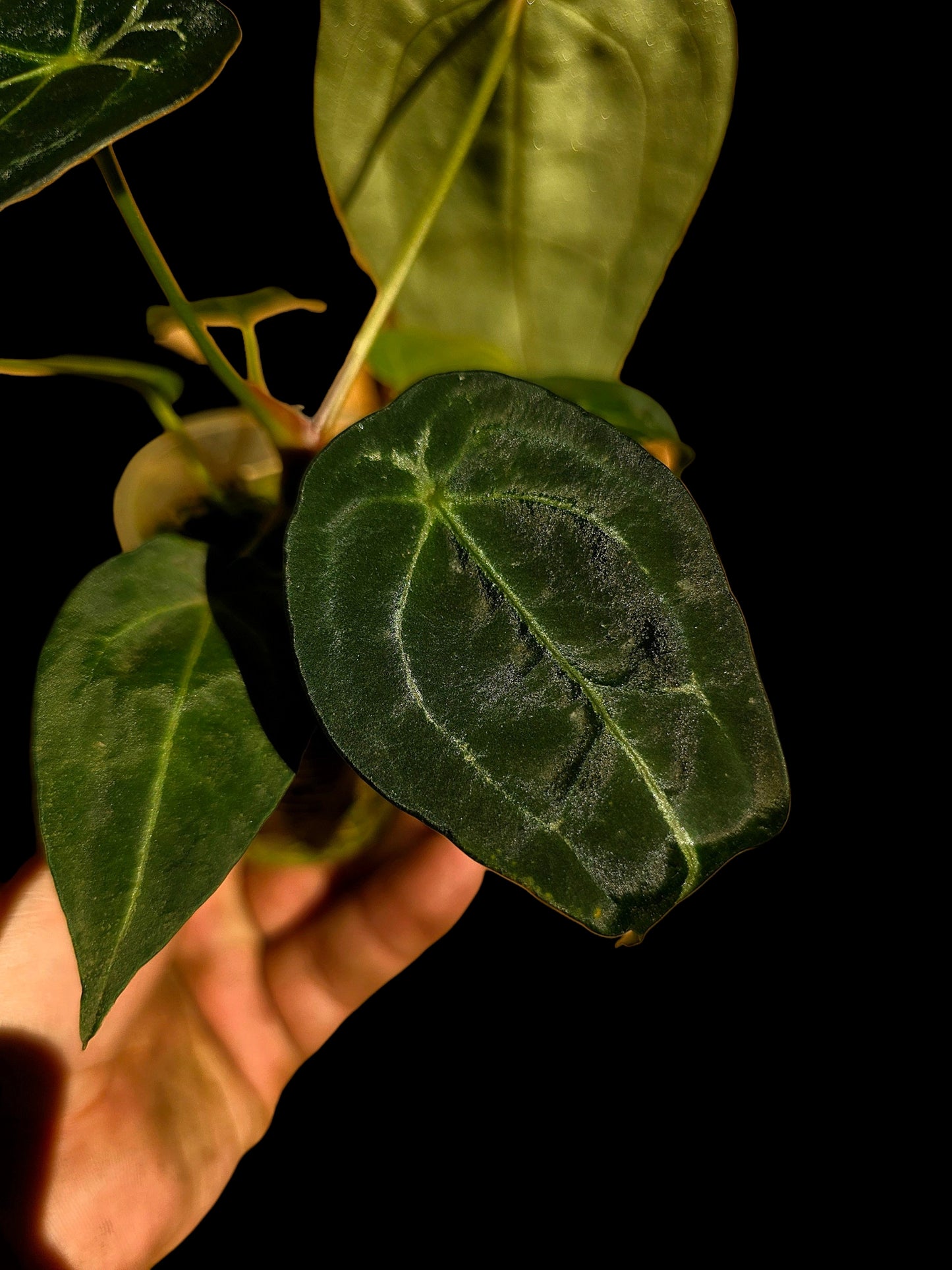 Anthurium Forgetii Narrow Form (EXACT PLANT)