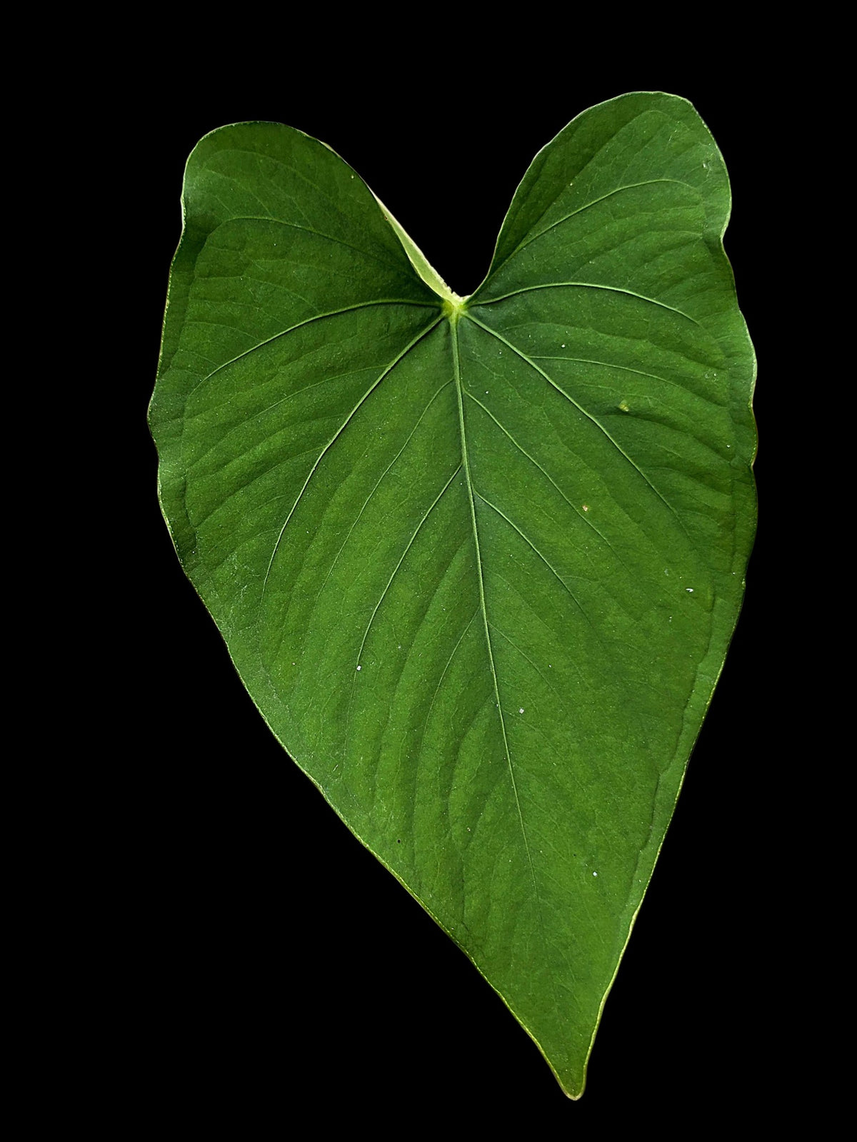 Anthurium sp. 'Kunayala Glow' Native to Panama (EXACT PLANT)
