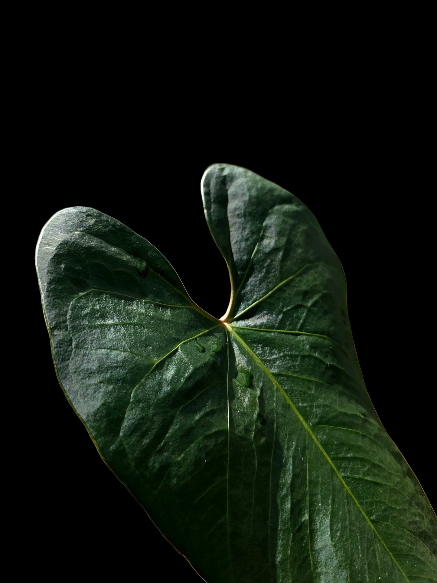 Anthurium sp. 'Huanuco Dark Velvet' Wild Ecotype (EXACT PLANT)