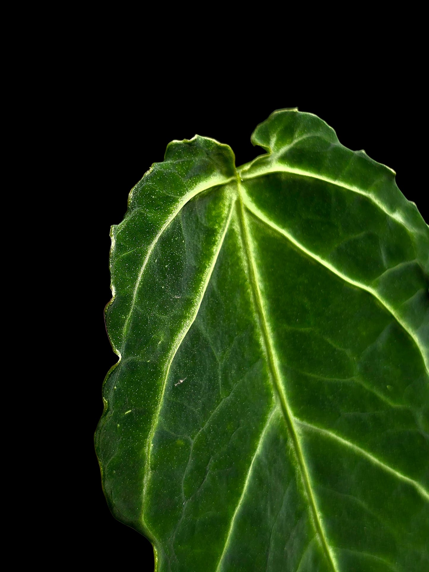 Anthurium sp. 'Andinum Lattice Crispus' Metamorphosis Phenotype (EXACT PLANT)
