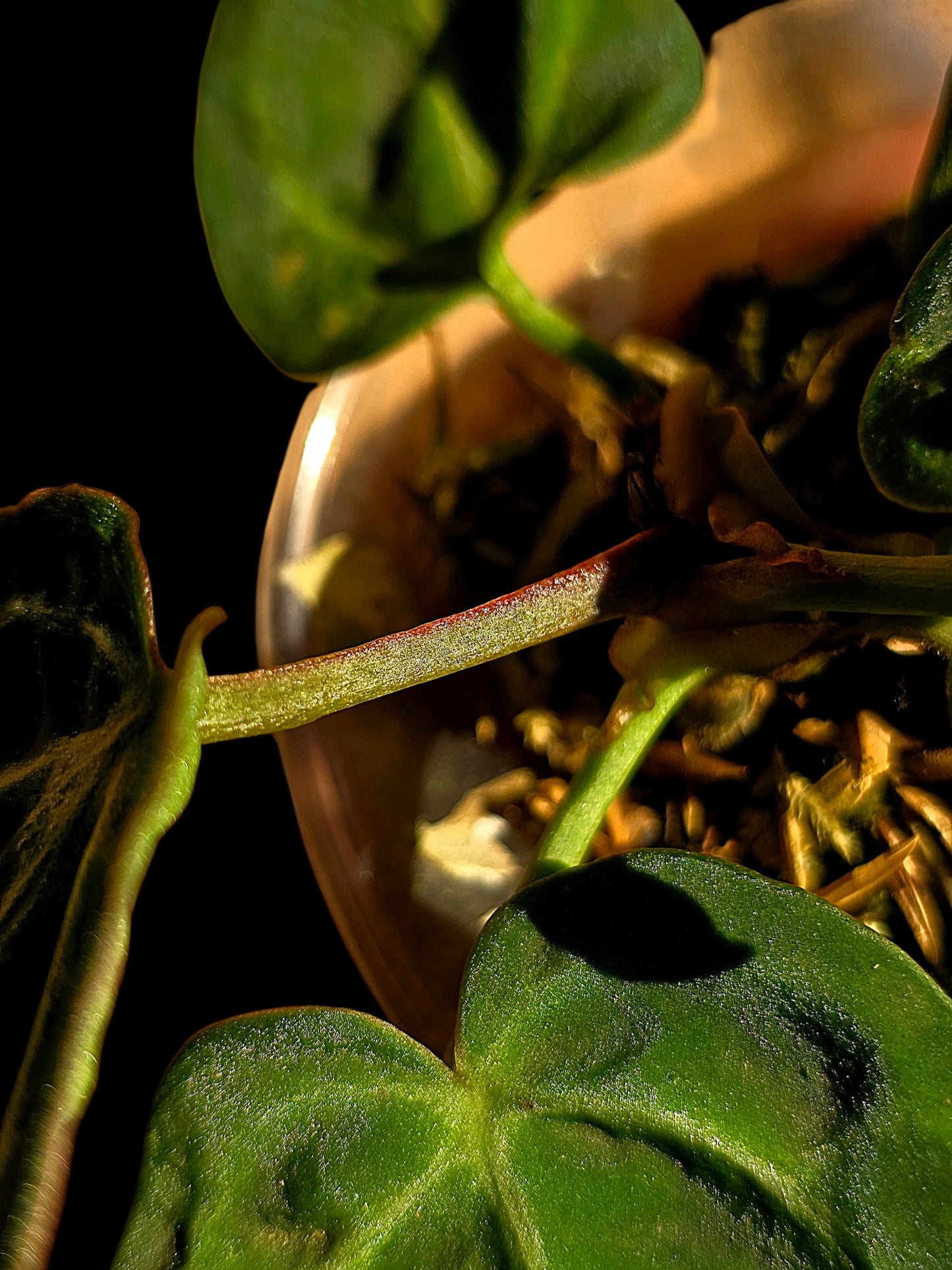 Anthurium sp. 'Amazon Monster Veins' Wild Ecotype (EXACT PLANT)