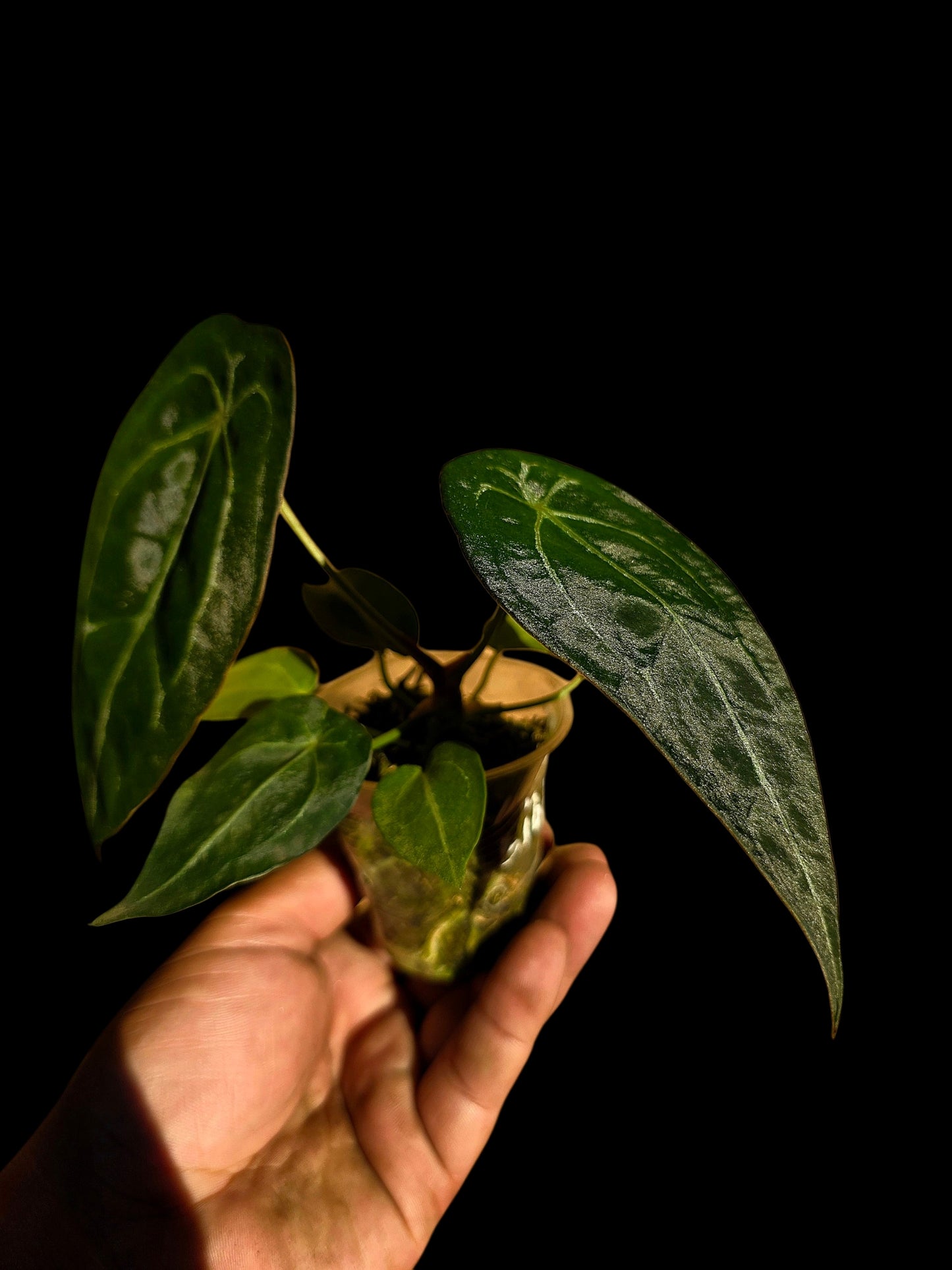 Anthurium Forgetii Narrow Form (EXACT PLANT)