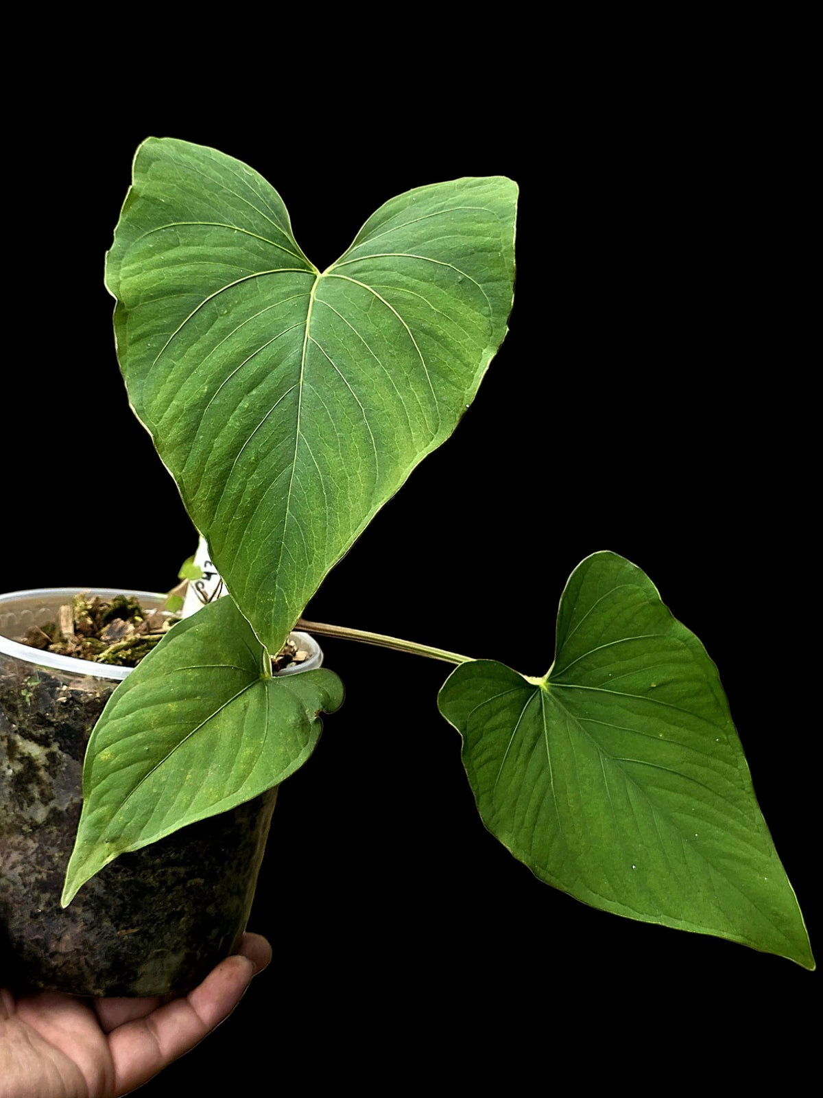 Anthurium sp. 'Kunayala Glow' Native to Panama (EXACT PLANT)