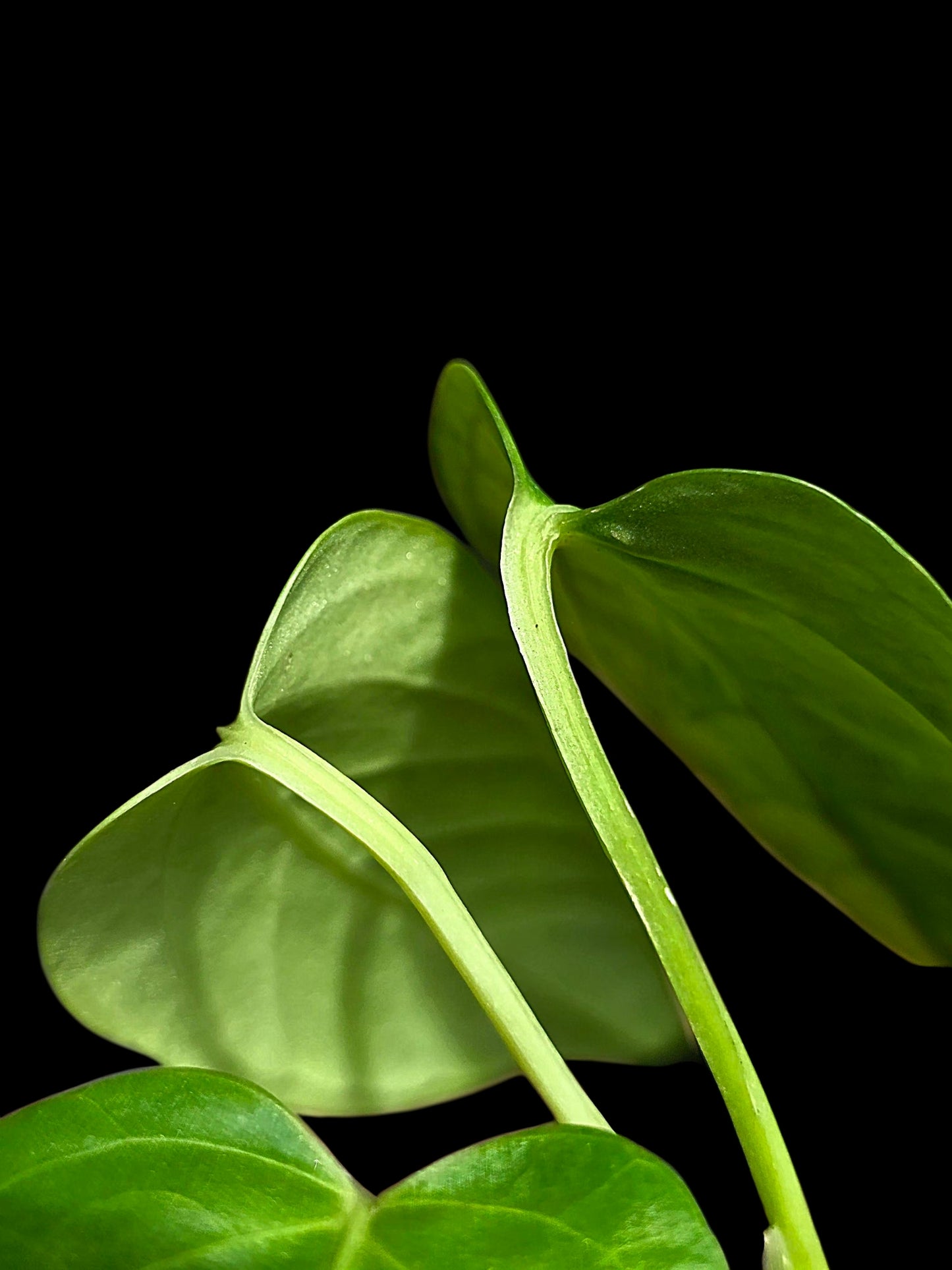 Anthurium sp. 'Cachiyacu Velvet' Wild Ecotype (EXACT PLANT)