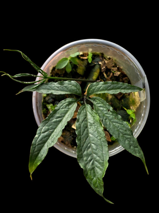 Anthurium sp. 'Abiseo Silver Fingers' (EXACT PLANT) (copia)