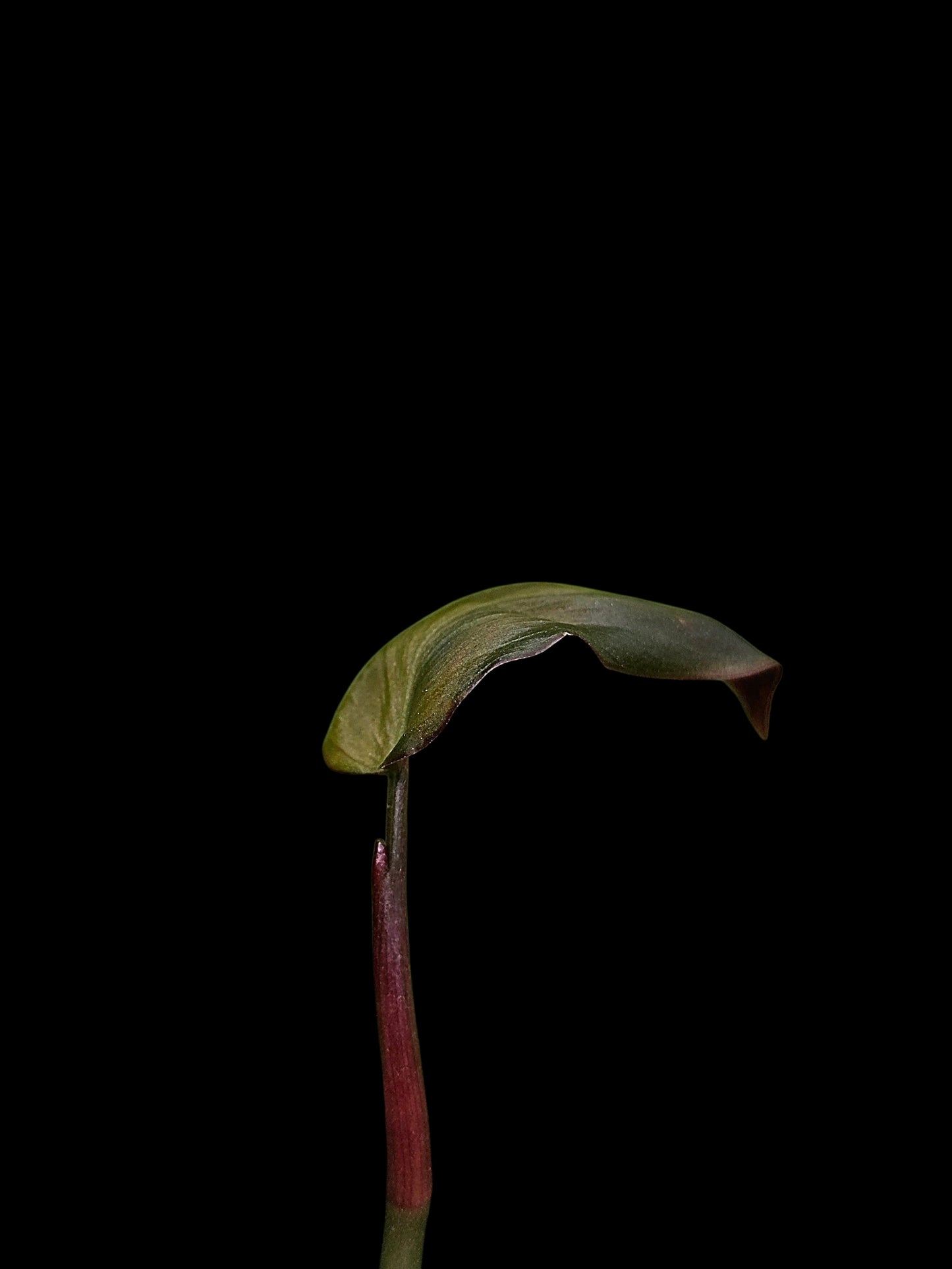 Philodendron sp. 'Peruvian Red Velvet Trilobe' (EXACT PLANT)