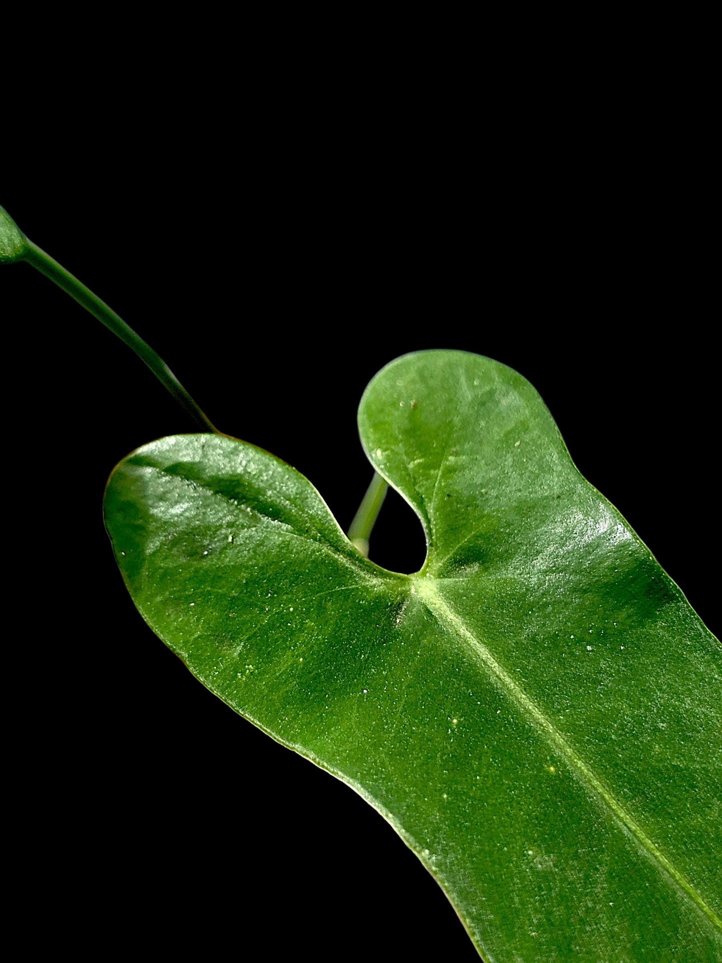 Anthurium sp. 'Tingomarianense Velvet Lobed' with 2 Leaves (EXACT PLANT)