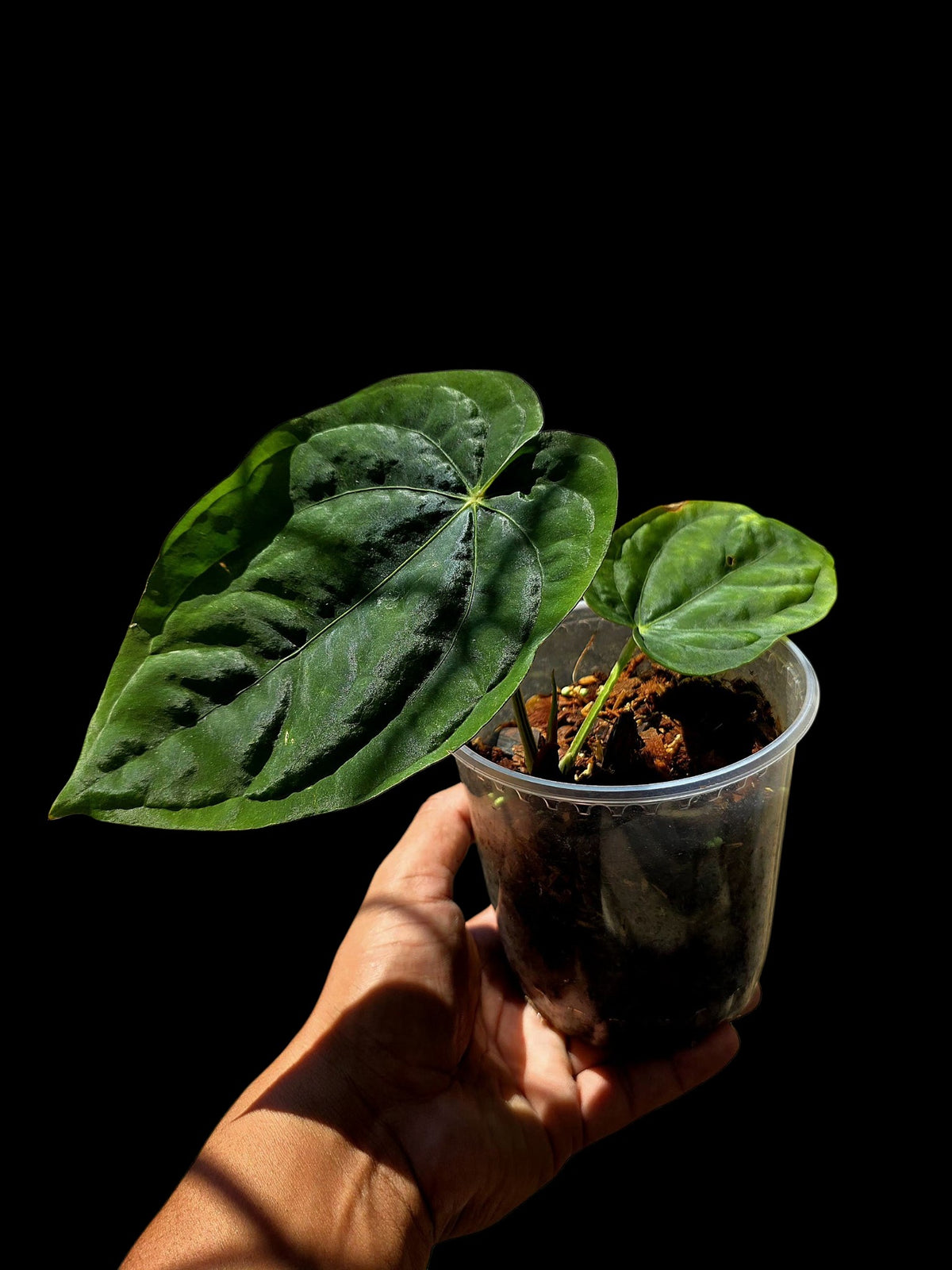 Anthurium Dressleri 'Rio Guanche' Wild Ecotype (EXACT PLANT)