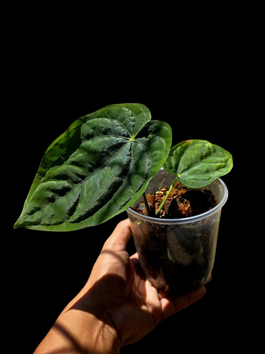 Anthurium Dressleri 'Rio Guanche' Wild Ecotype (EXACT PLANT)