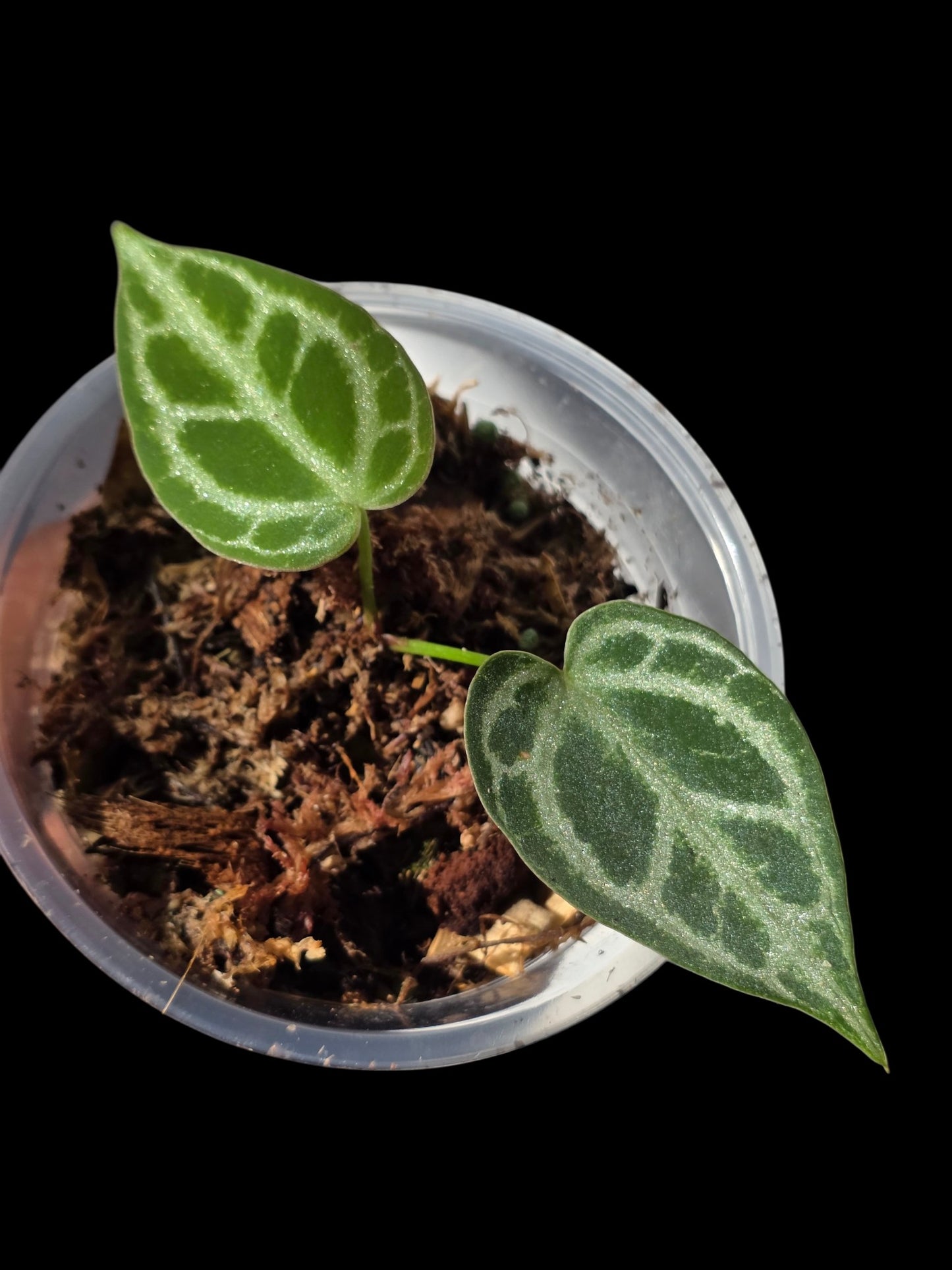 Anthurium Crystallinum 'Silver Blush' (EXACT PLANT) (copia)