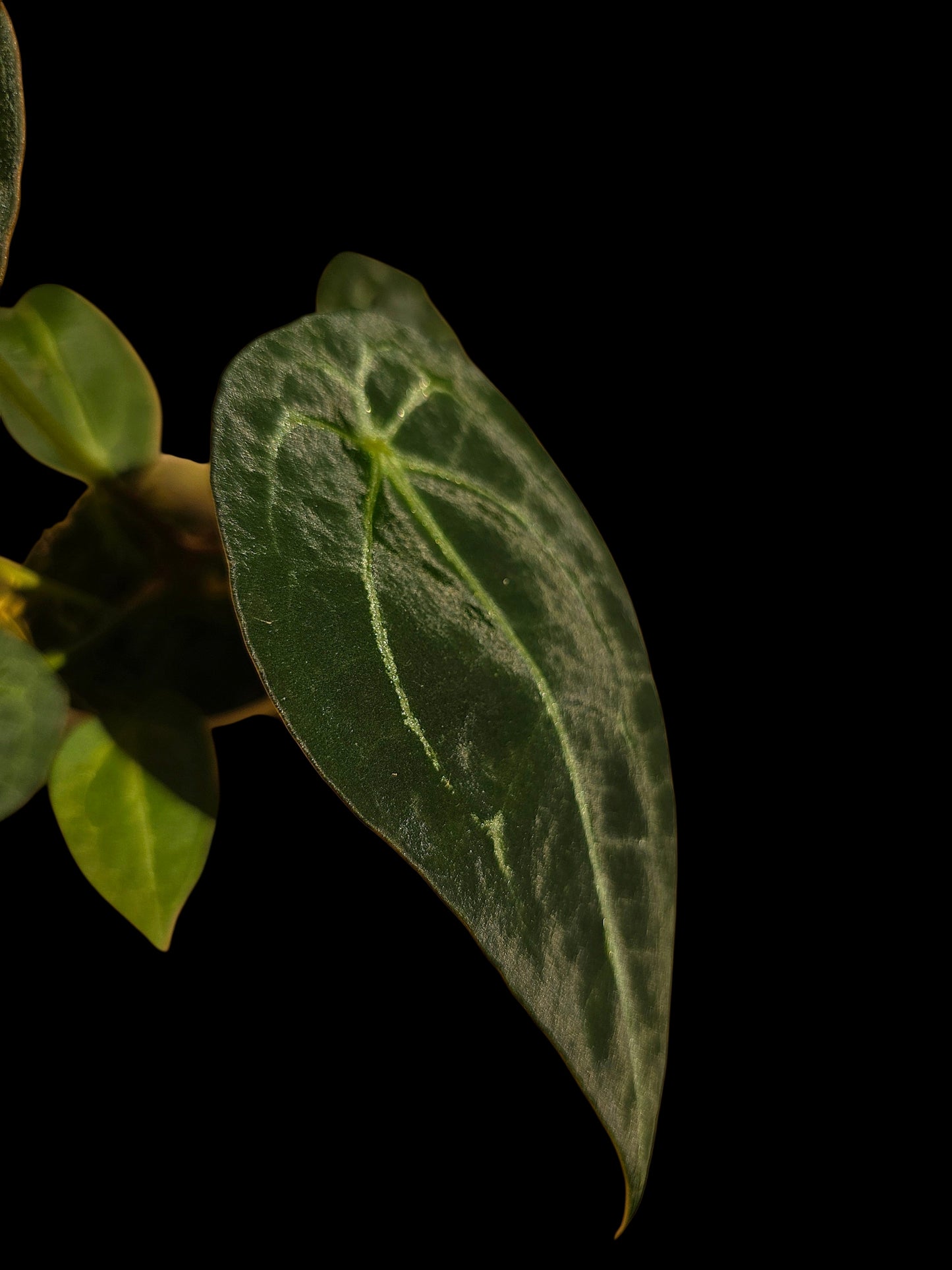 Anthurium Forgetii Narrow Form (EXACT PLANT)