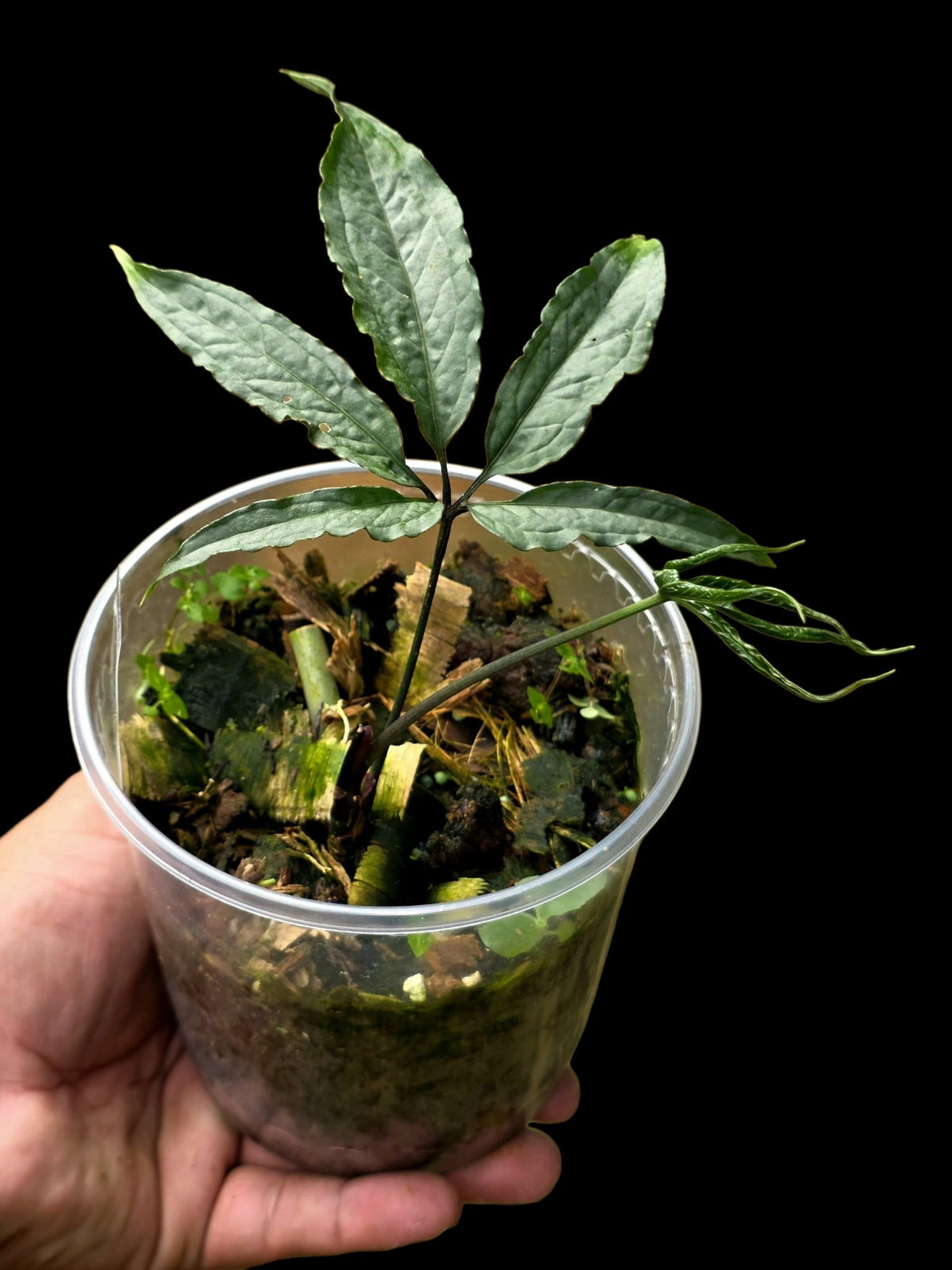 Anthurium sp. 'Abiseo Silver Fingers' (EXACT PLANT) (copia)