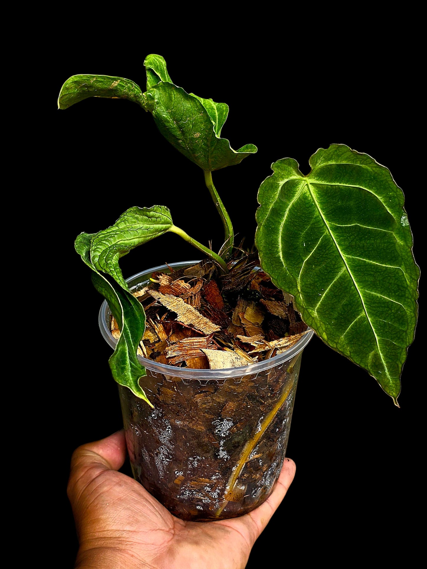 Anthurium sp. 'Andinum Lattice Crispus' Metamorphosis Phenotype (EXACT PLANT)