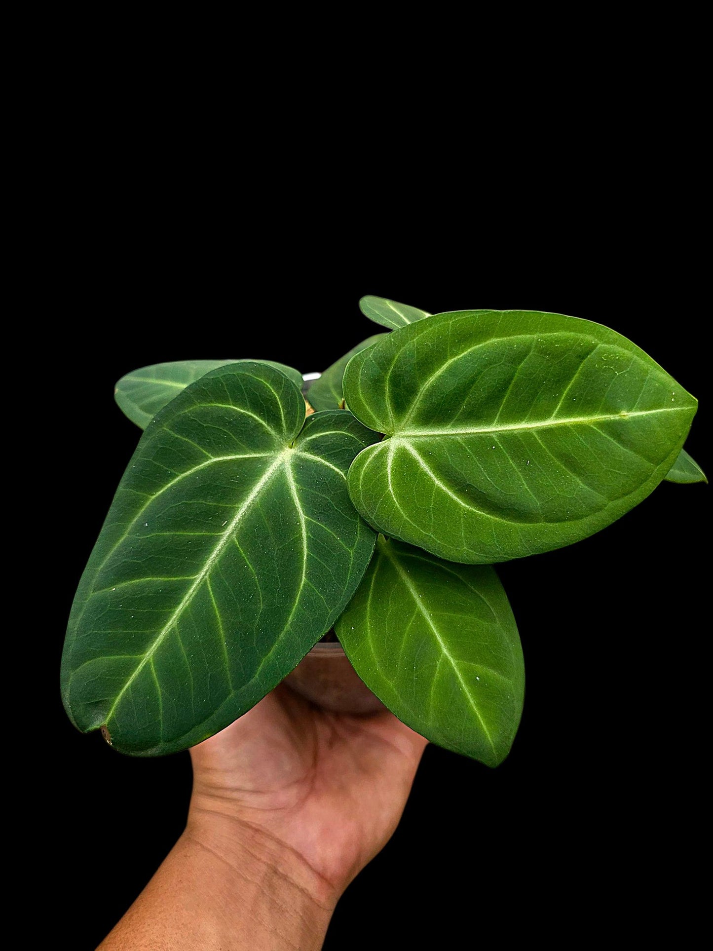 Anthurium Villenaorum with 9 Leaves (EXACT PLANT)