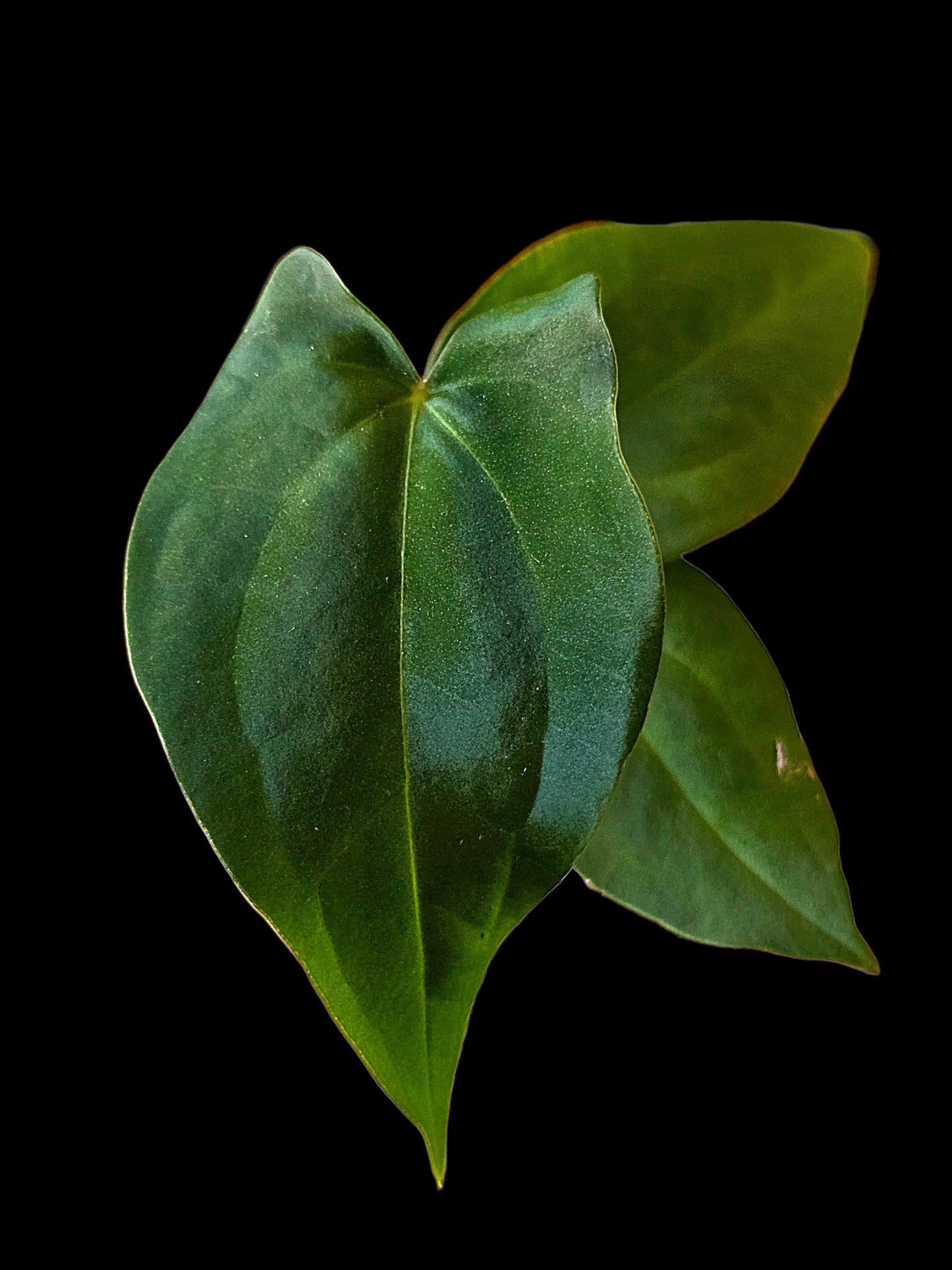 Anthurium Dressleri X Papillilaminum (EXACT PLANT)