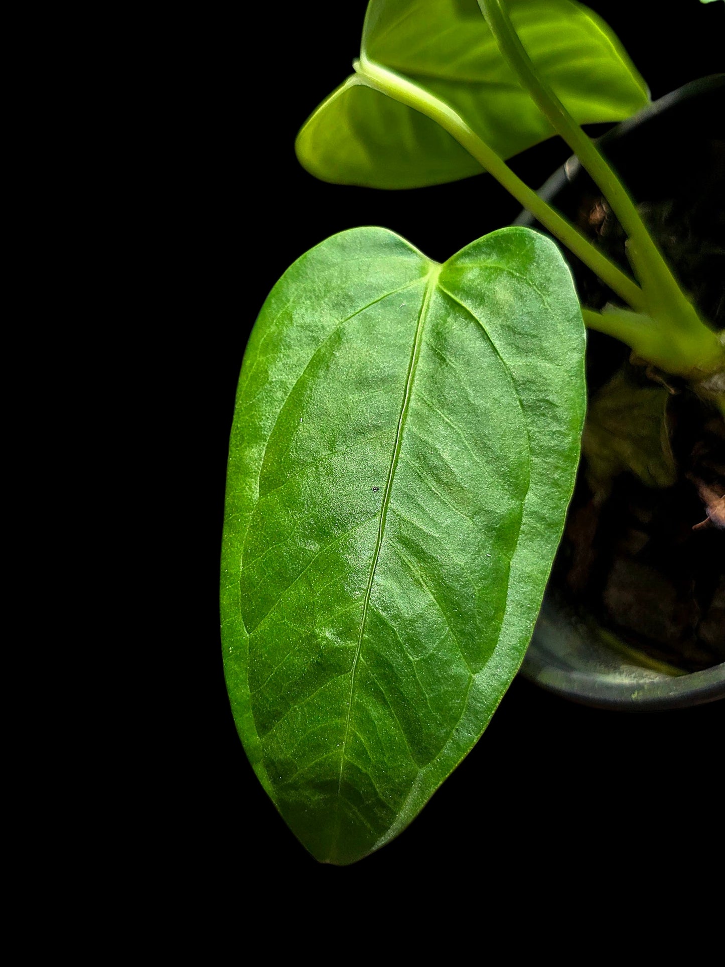 Anthurium sp. 'Cachiyacu Velvet' Wild Ecotype (EXACT PLANT)