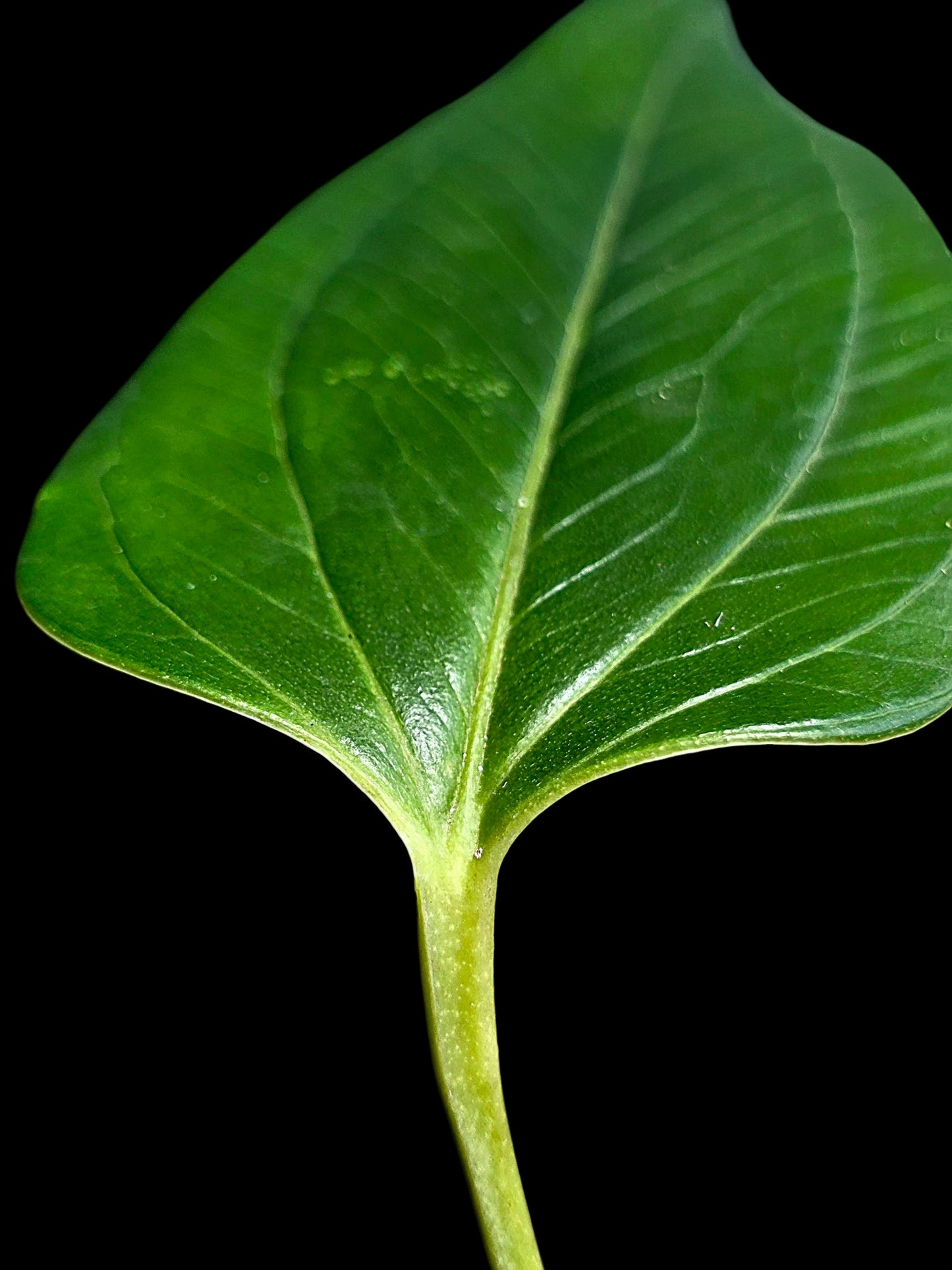 Anthurium sp. 'Indian Arrow' Wild Ecotype (EXACT PLANT)