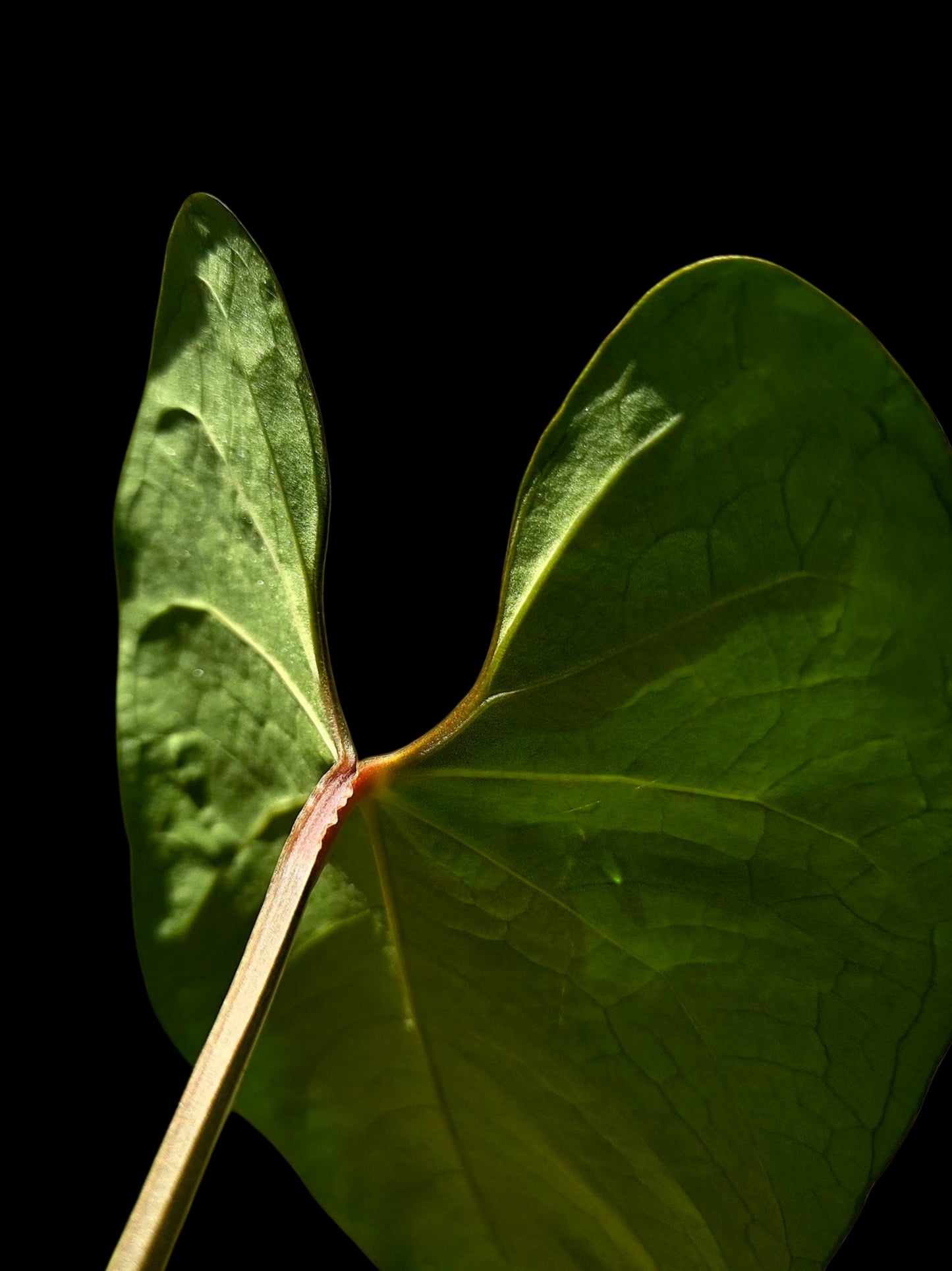 Anthurium sp. 'Huanuco Dark Velvet' Wild Ecotype (EXACT PLANT)