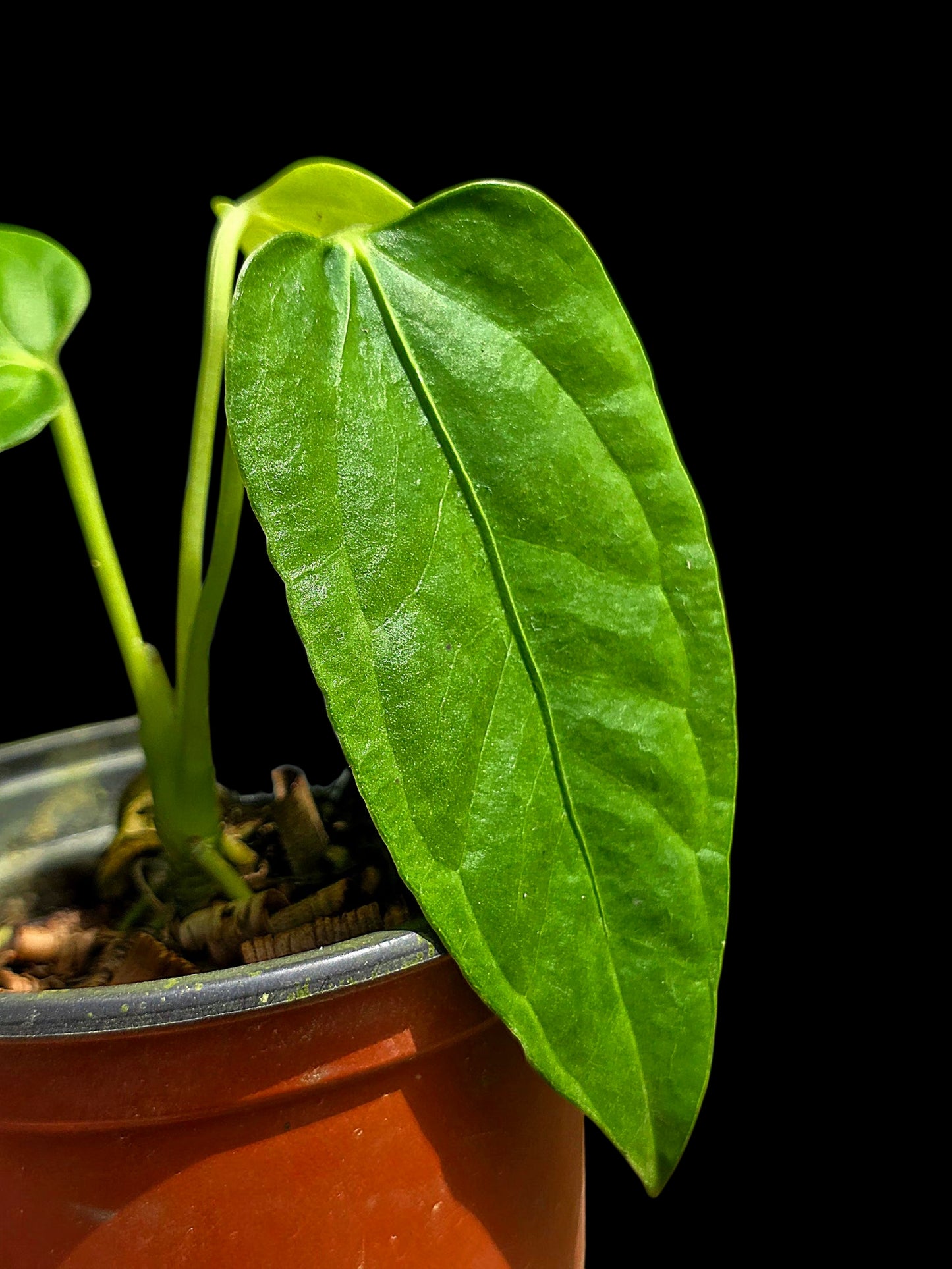 Anthurium sp. 'Cachiyacu Velvet' Wild Ecotype (EXACT PLANT)