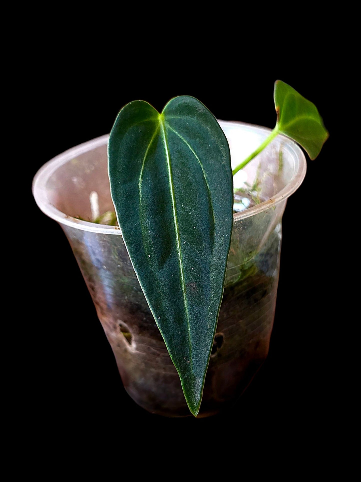 Anthurium Warocqueanum X Crystallinum (EXACT PLANT)