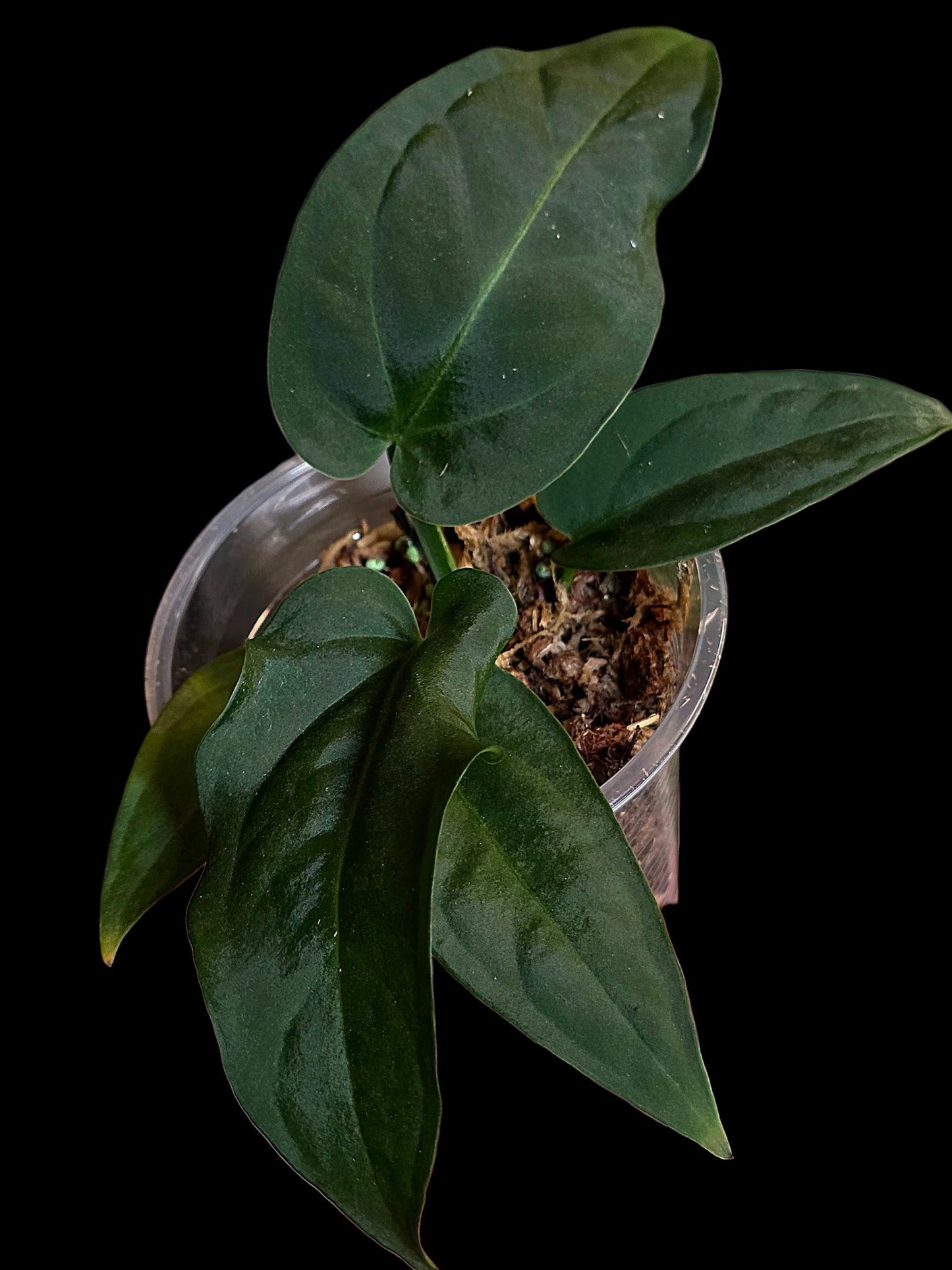 Anthurium Pulcachense Dark (EXACT PLANT)