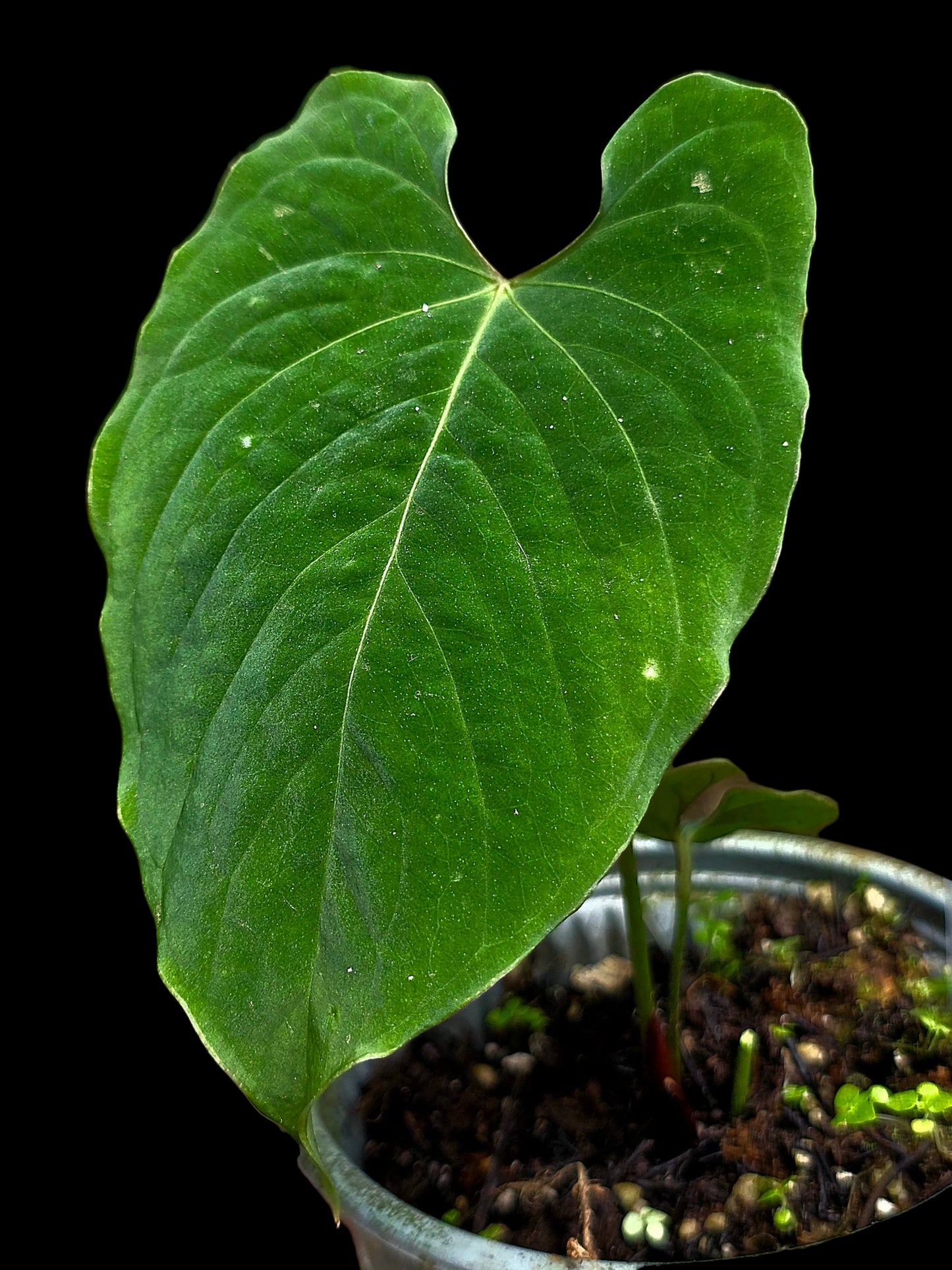 Anthurium sp. 'Purple Velvet' Bullate Leaves (EXACT PLANT)