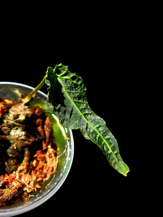 Anthurium sp. 'Andinum Lattice Crispus' Metamorphosis Phenotype (EXACT PLANT)