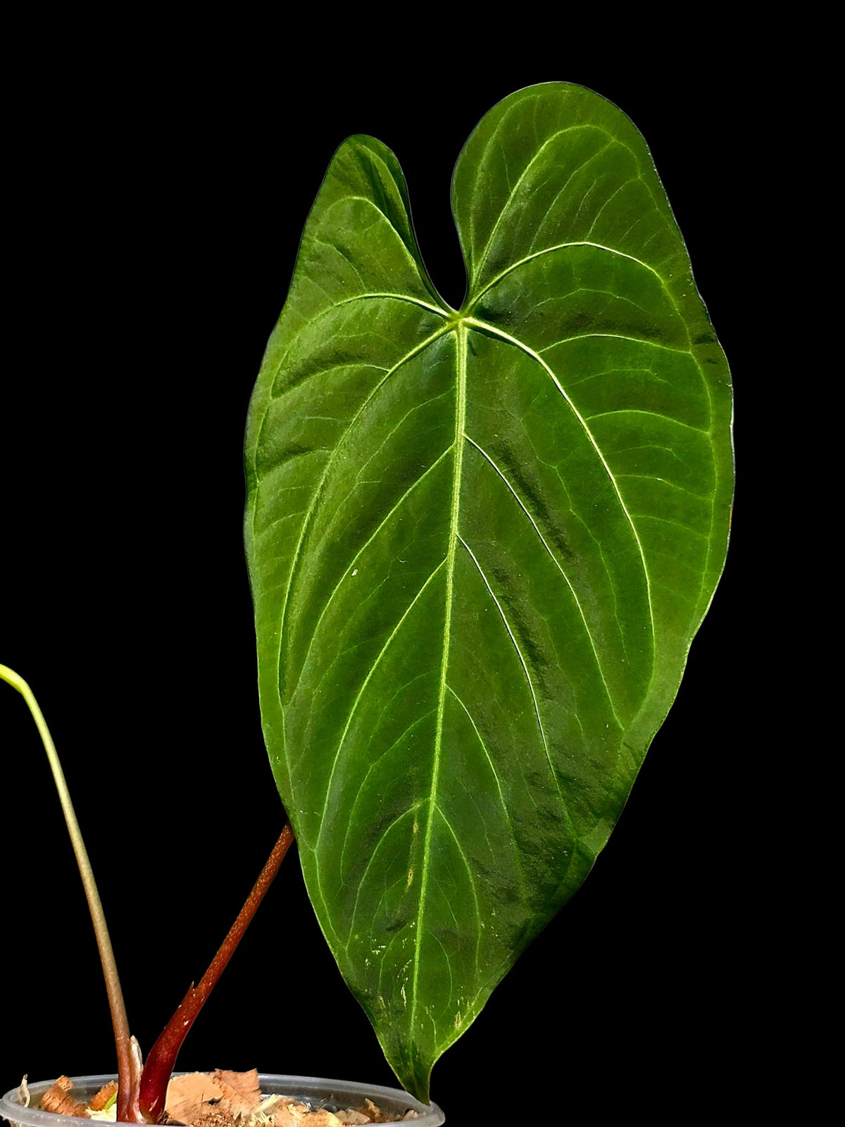 Anthurium sp. 'Tarapoto Velvet' Special Phenotype (EXACT PLANT)