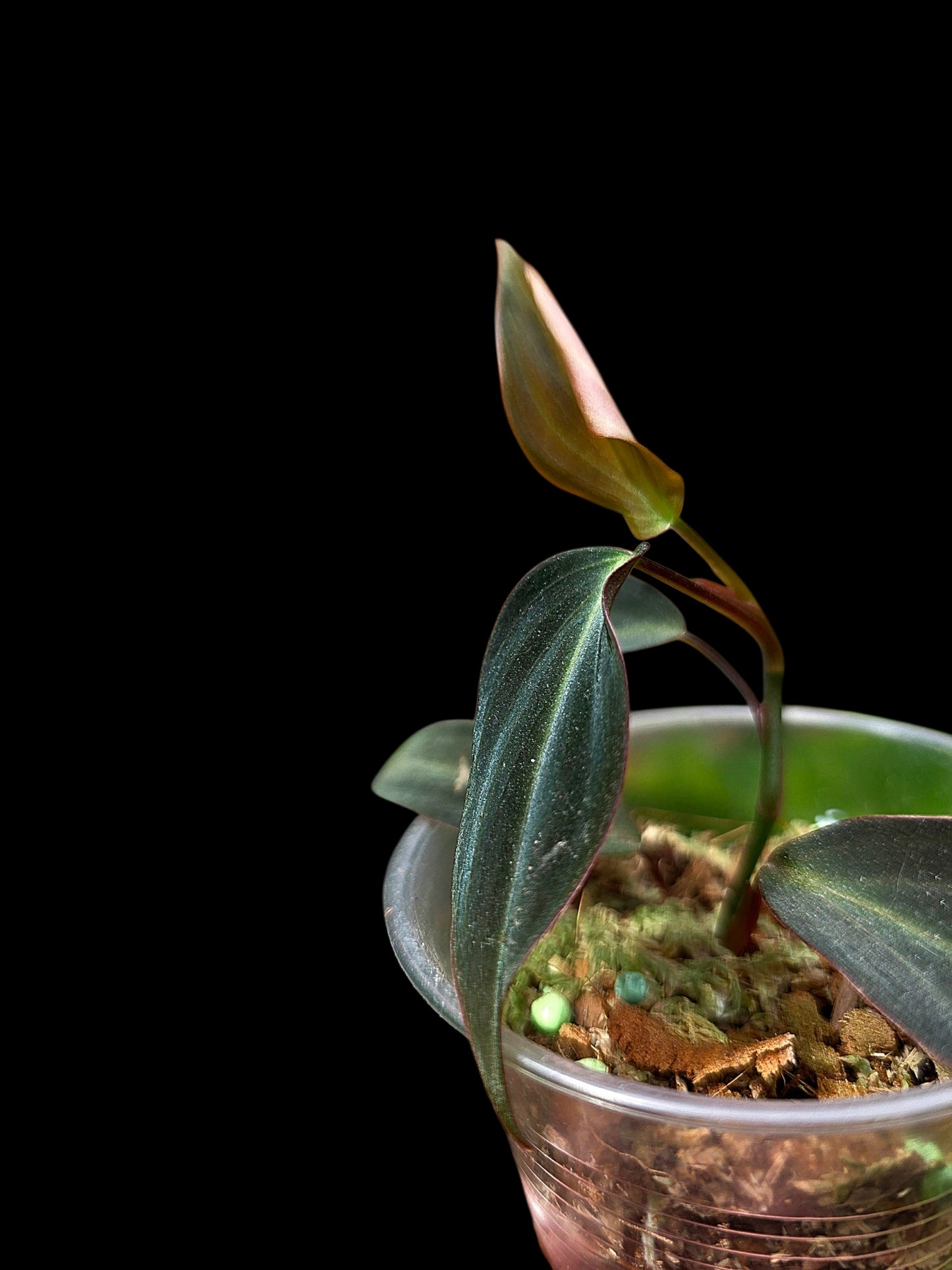 Philodendron sp. 'Peruvian Red Velvet Trilobe' (EXACT PLANT)