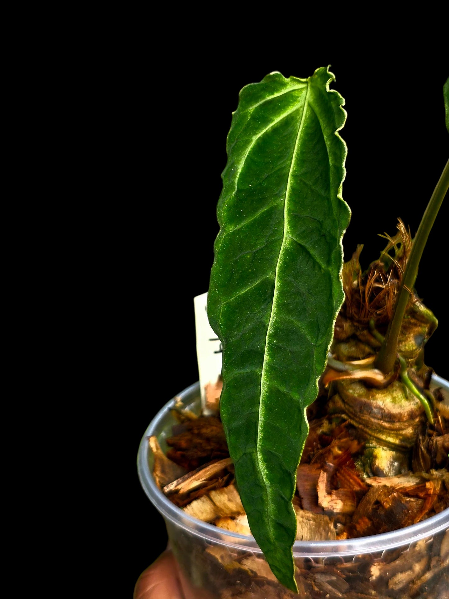 Anthurium sp. 'Andinum Lattice Crispus' Metamorphosis Phenotype (EXACT PLANT)