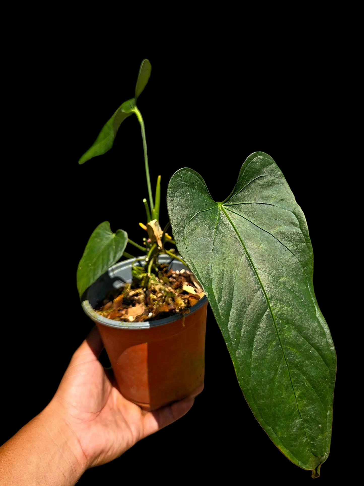 Anthurium sp. 'Cachiyacu Dark Velvet' Wild Ecotype (EXACT PLANT)