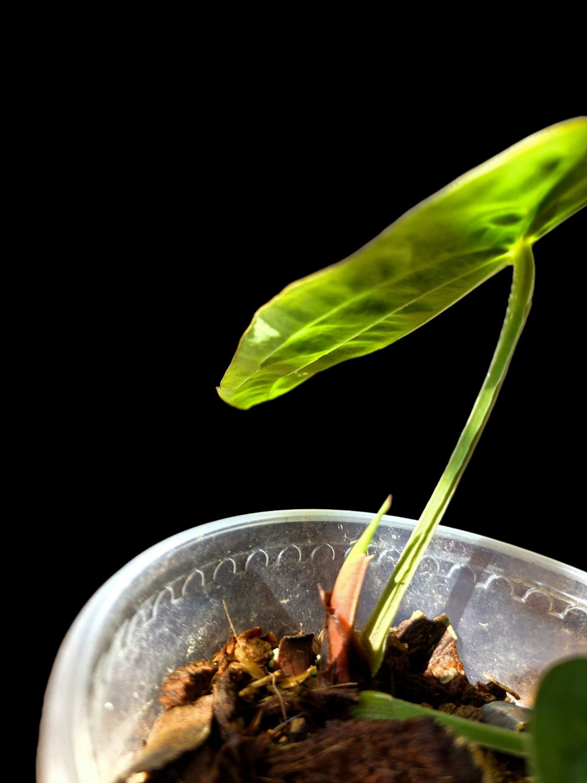 Anthurium Dressleri 'Rio Guanche' Wild Ecotype (EXACT PLANT)