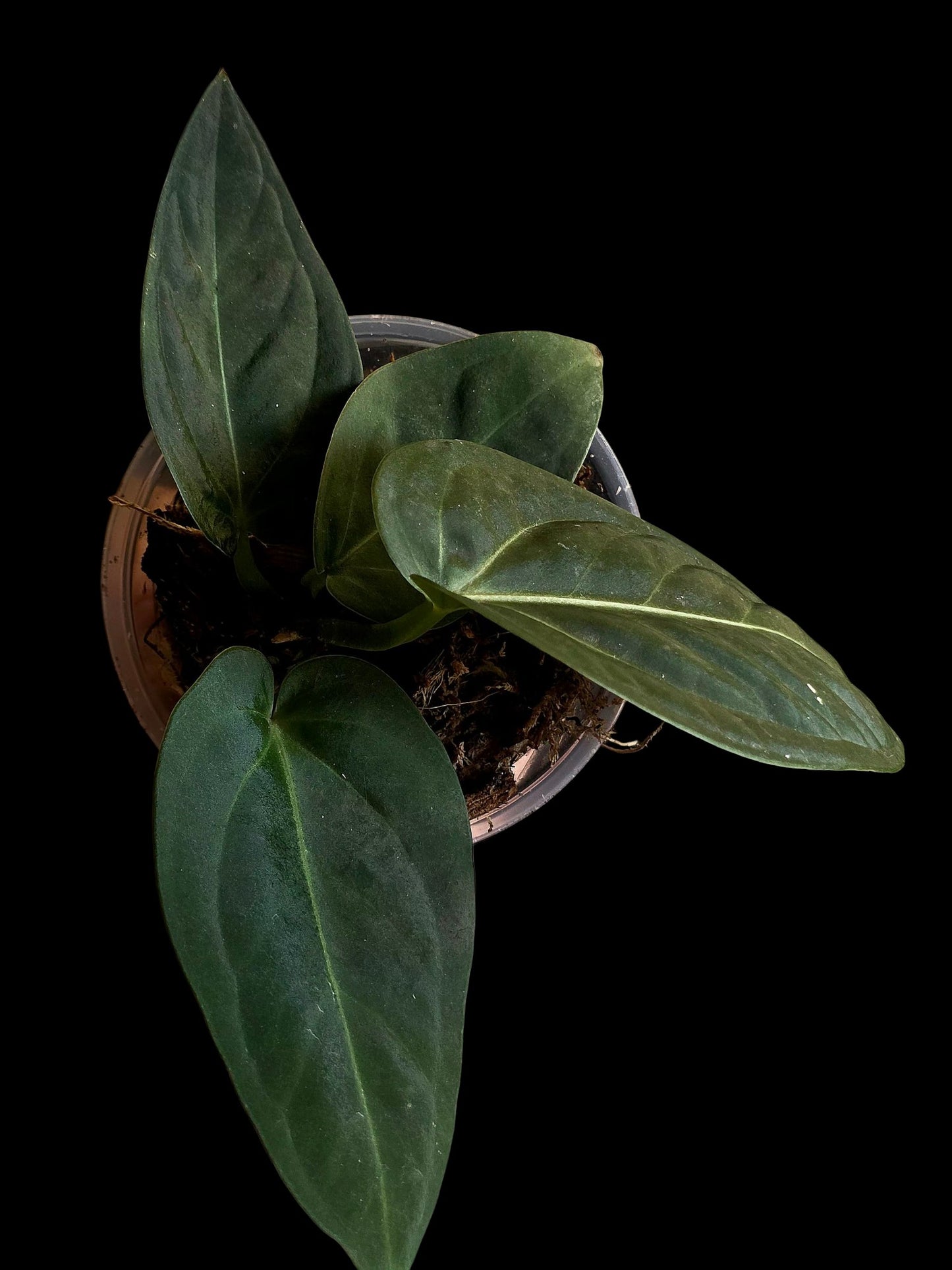 Anthurium Pulcachense Dark (EXACT PLANT)