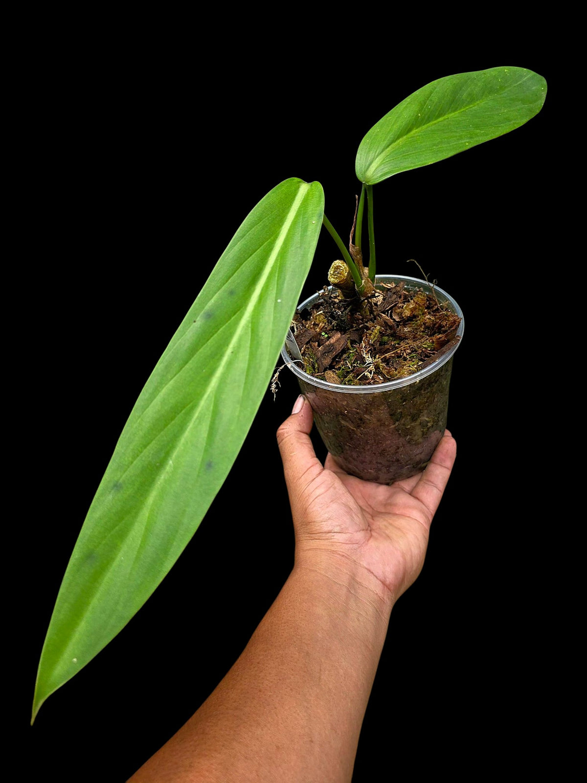 Philodendron sp. 'tenuifolium' (EXACT PLANT)