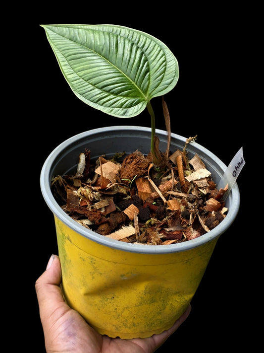 Anthurium Gaskinii Croat (EXACT PLANT)