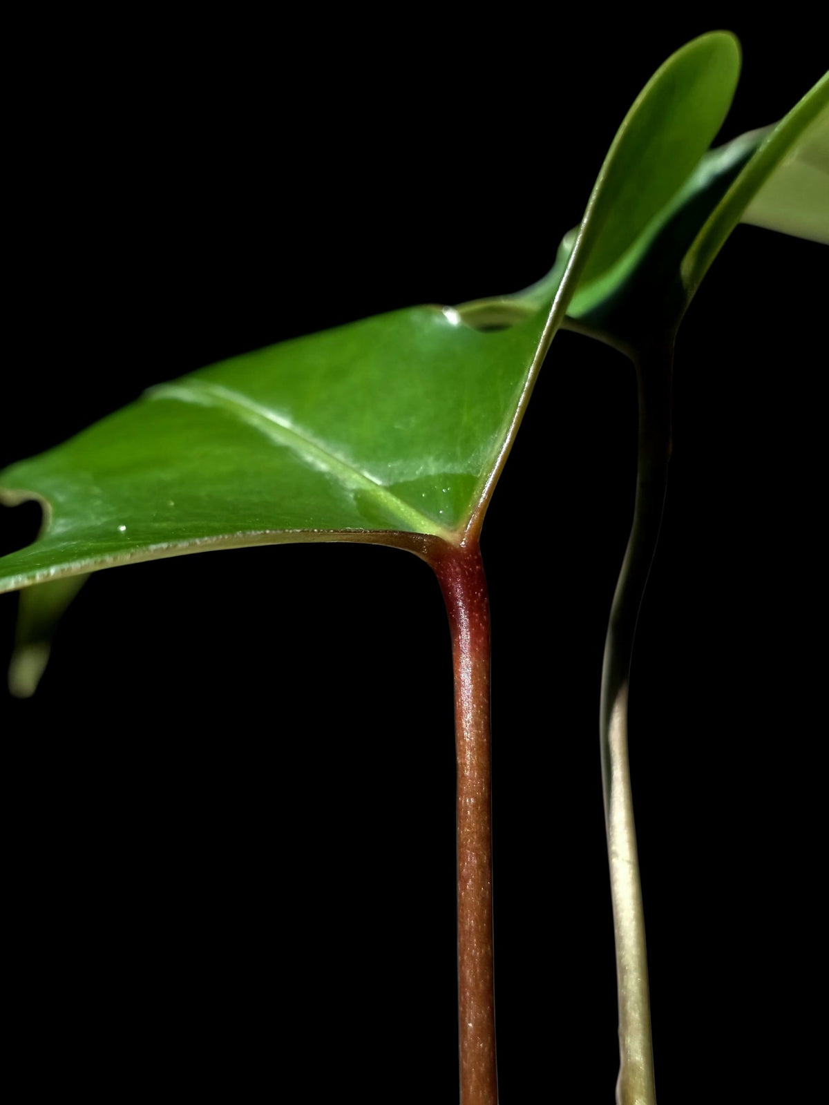 Anthurium sp. 'Tridentatum' (EXACT PLANT)
