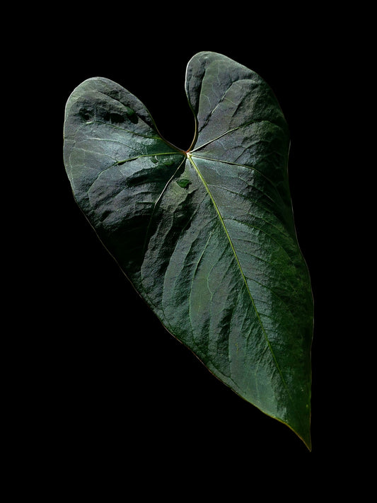Anthurium sp. 'Huanuco Dark Velvet' Wild Ecotype (EXACT PLANT)