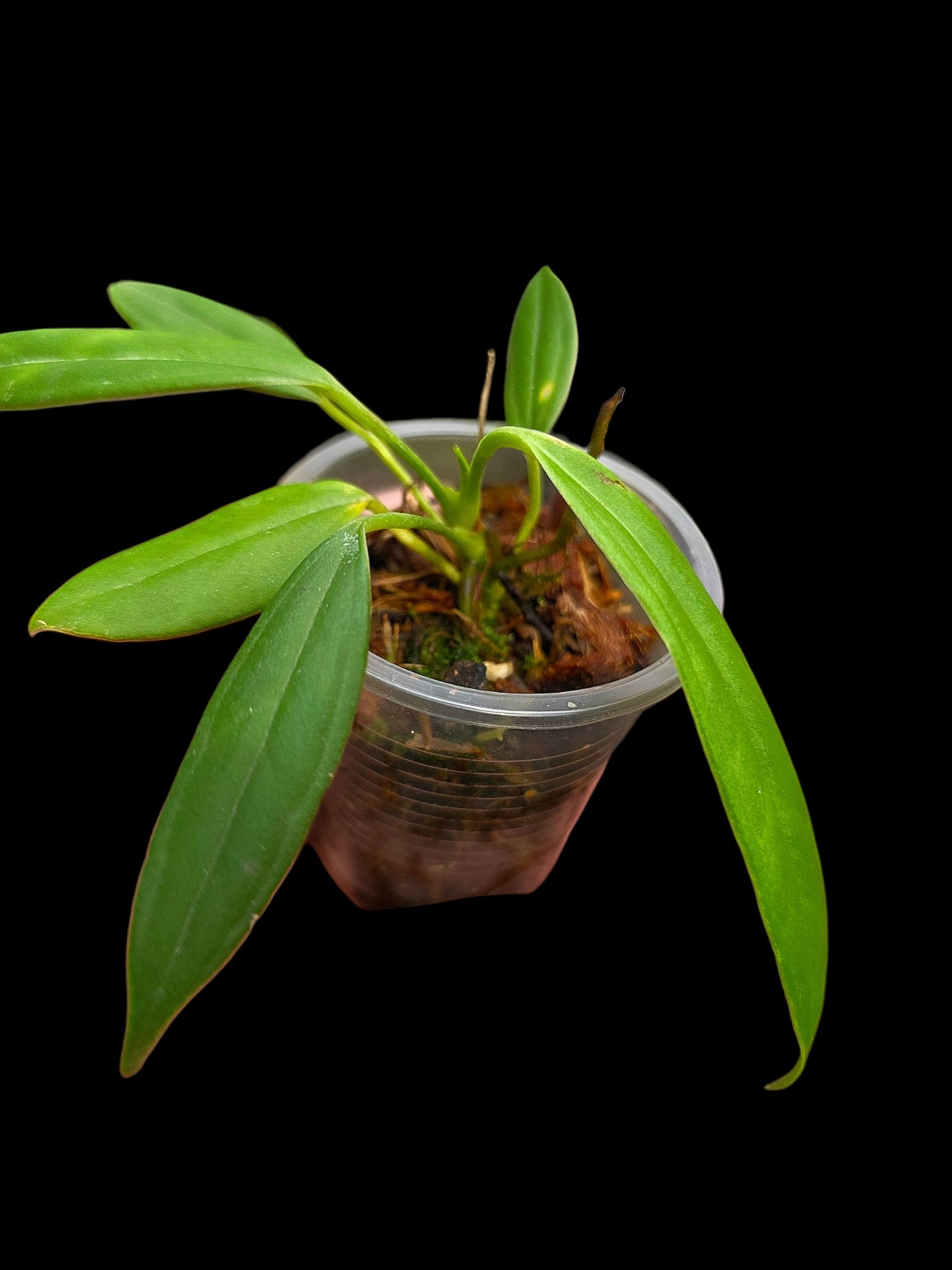 Anthurium Ceronii Small Size (EXACT PLANT)